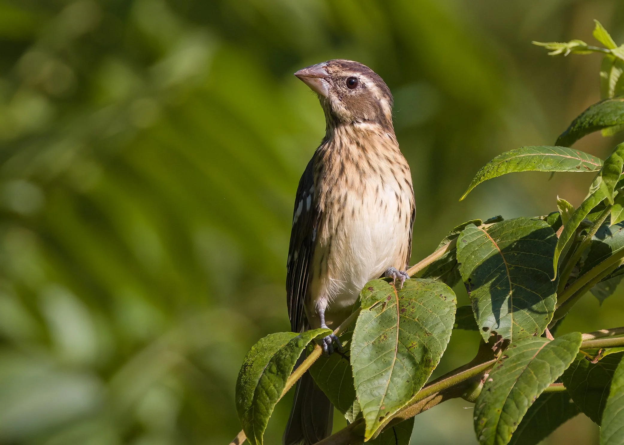 Rose-breasted Grosbeak, female
