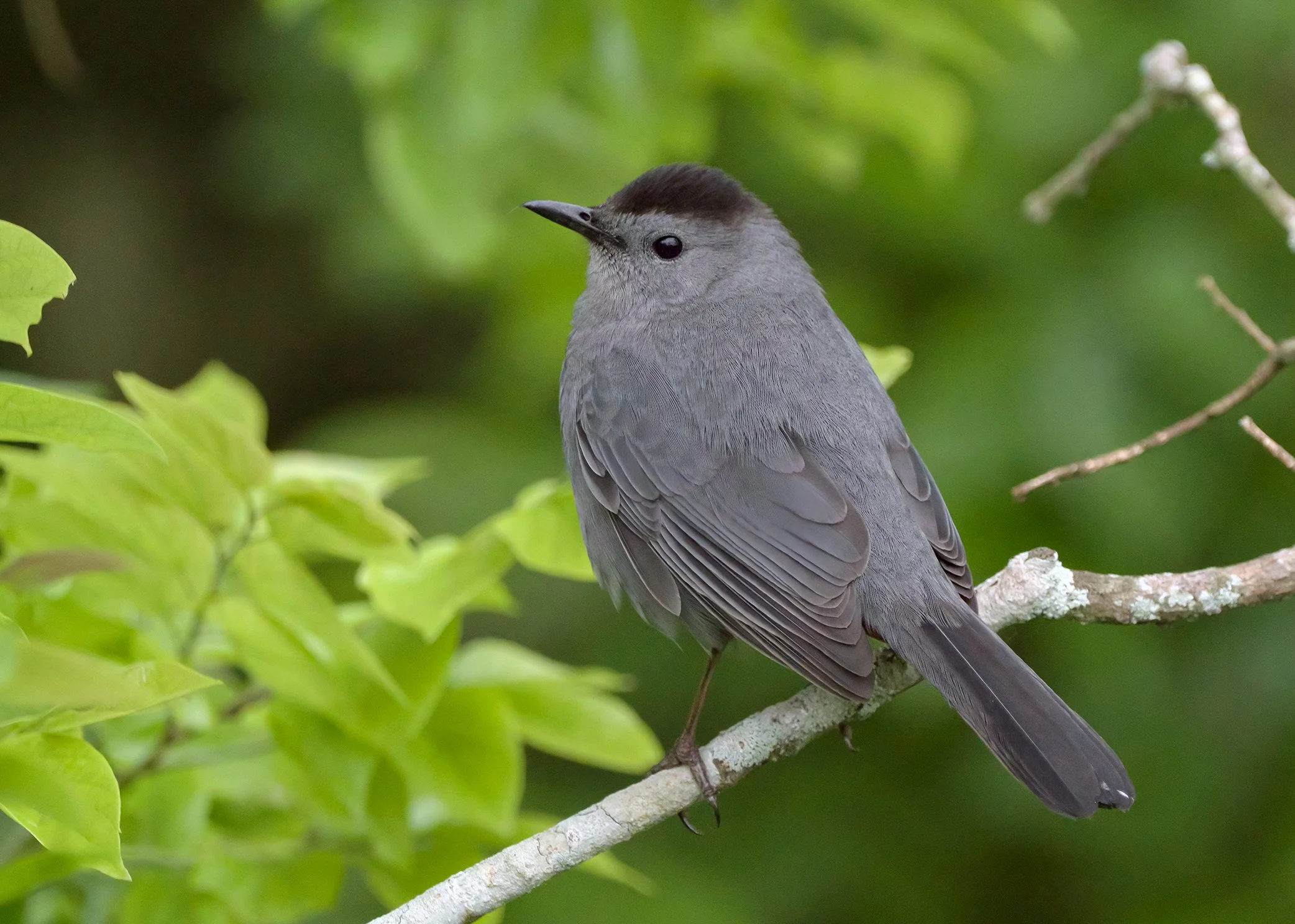Gray Catbird