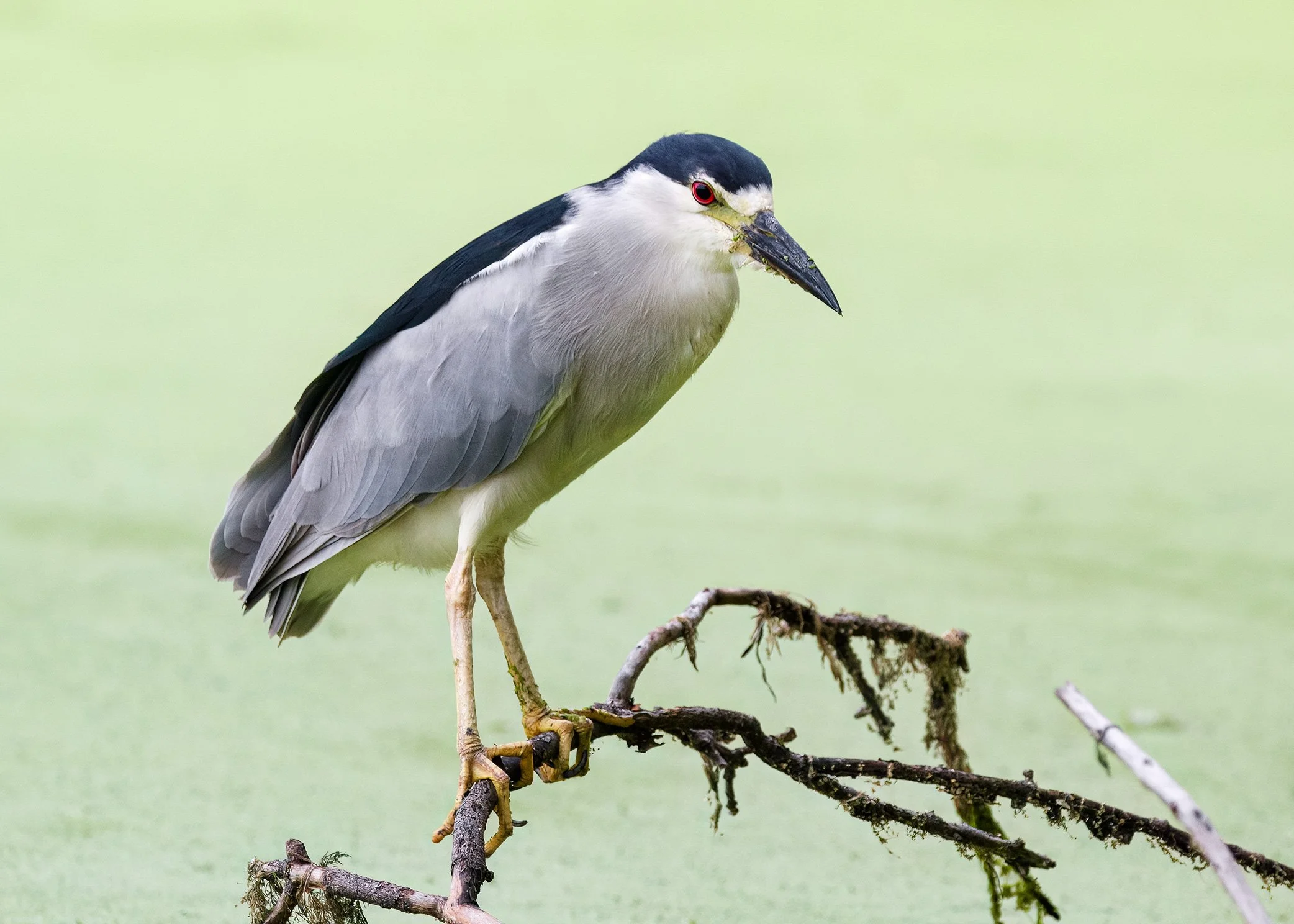 Black-crowned Night Heron