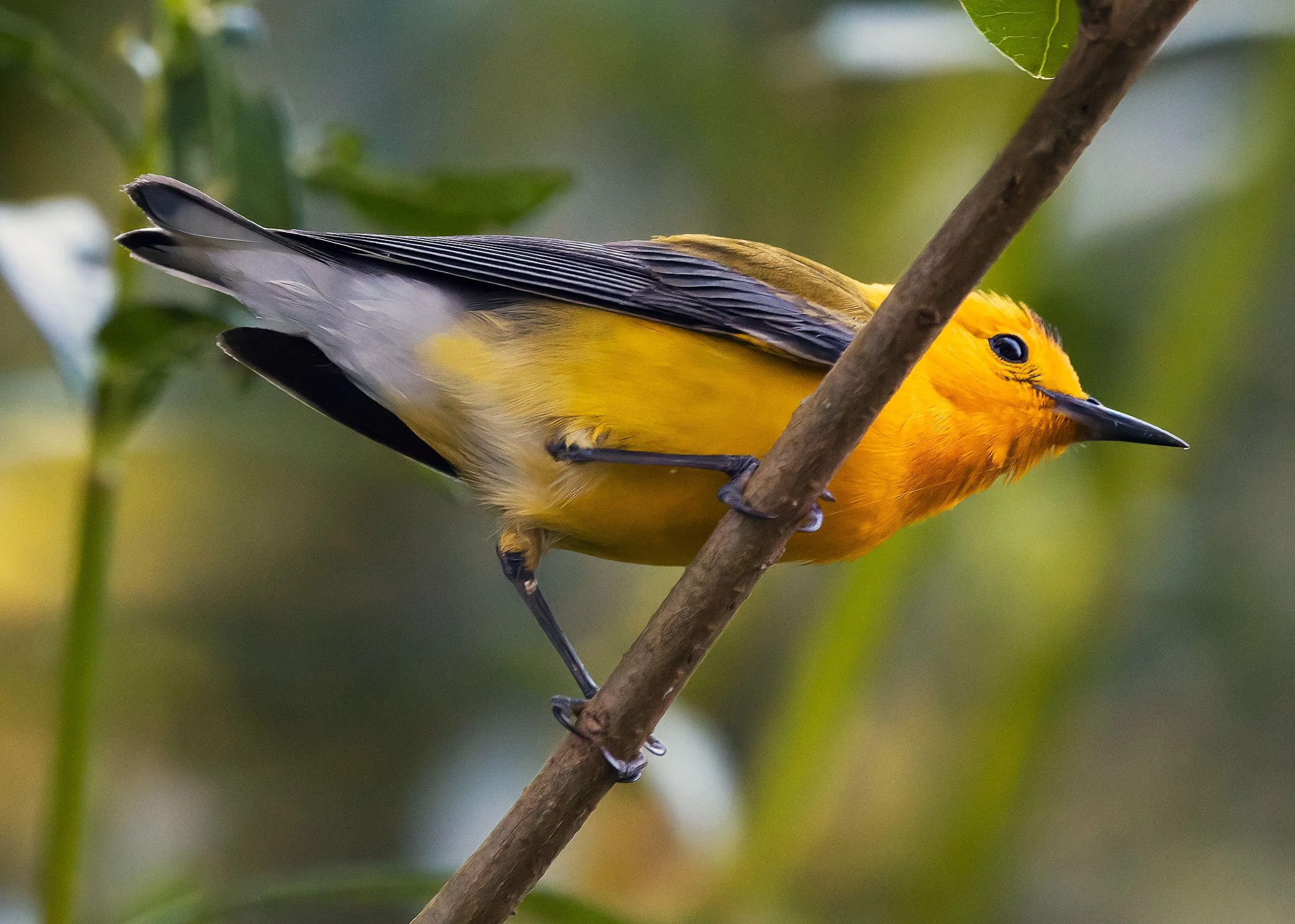 Prothonotary Warbler