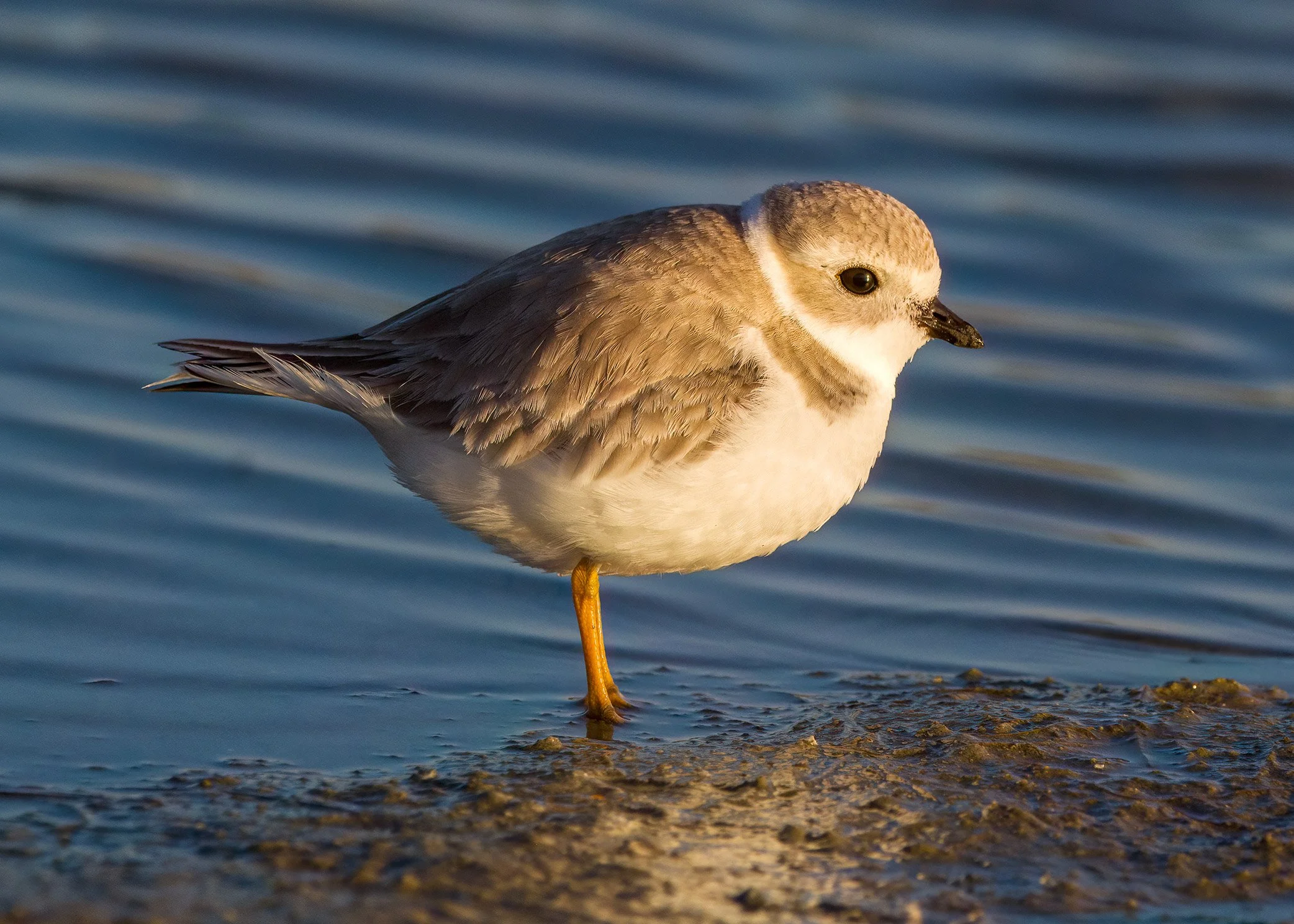 Piping Plover