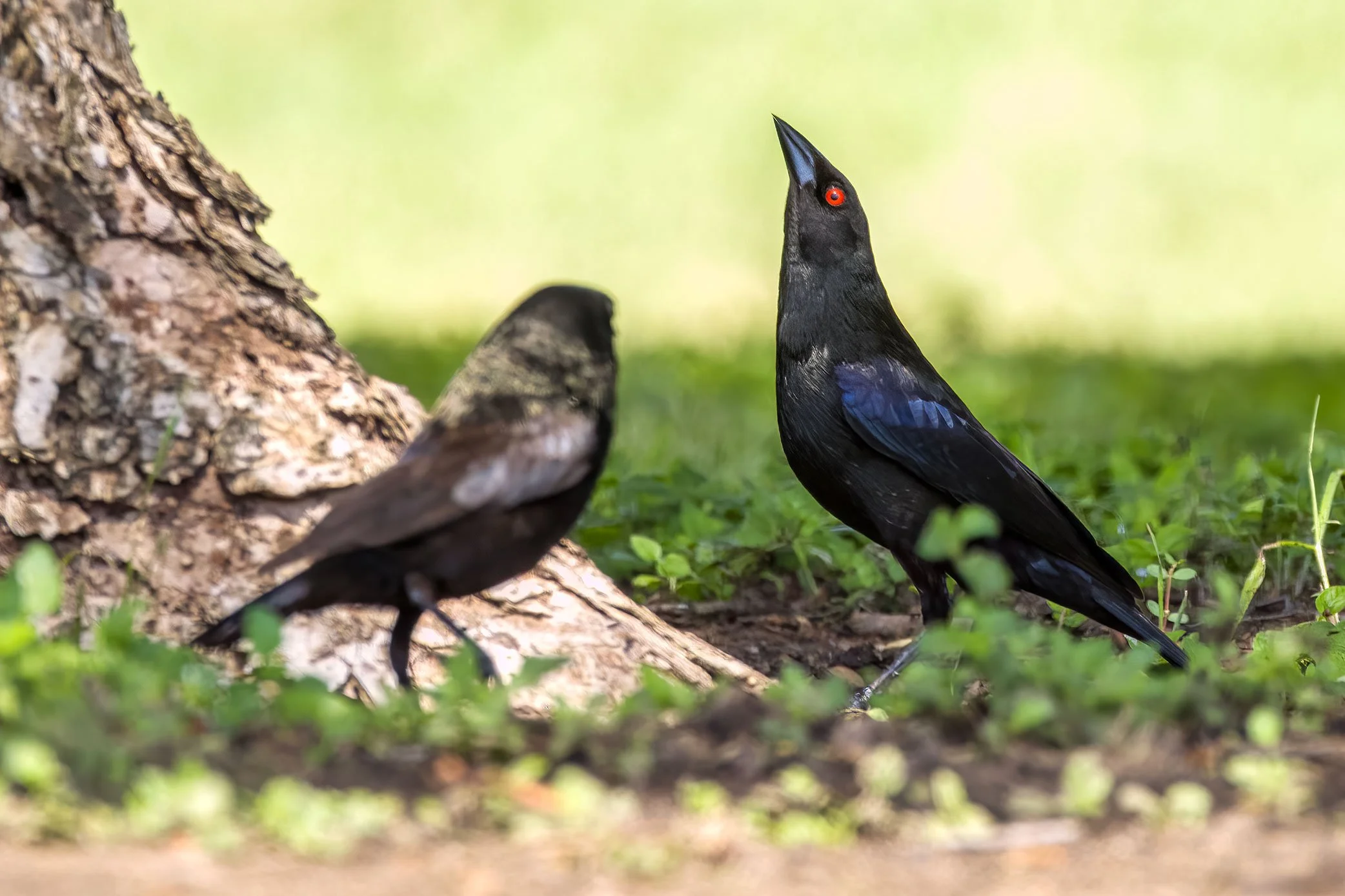 Bronzed Cowbirds, Roy G. Guerrero Park