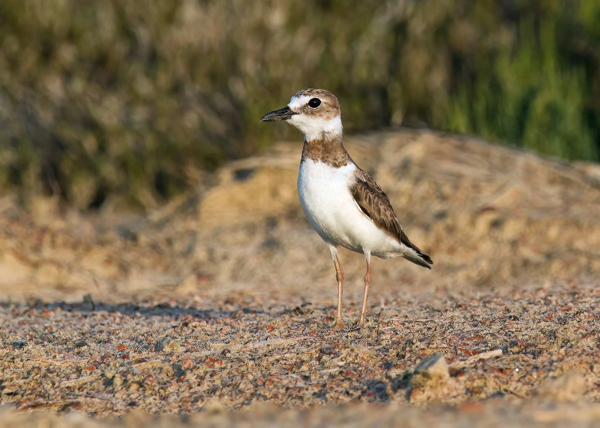 Wilson's Plover