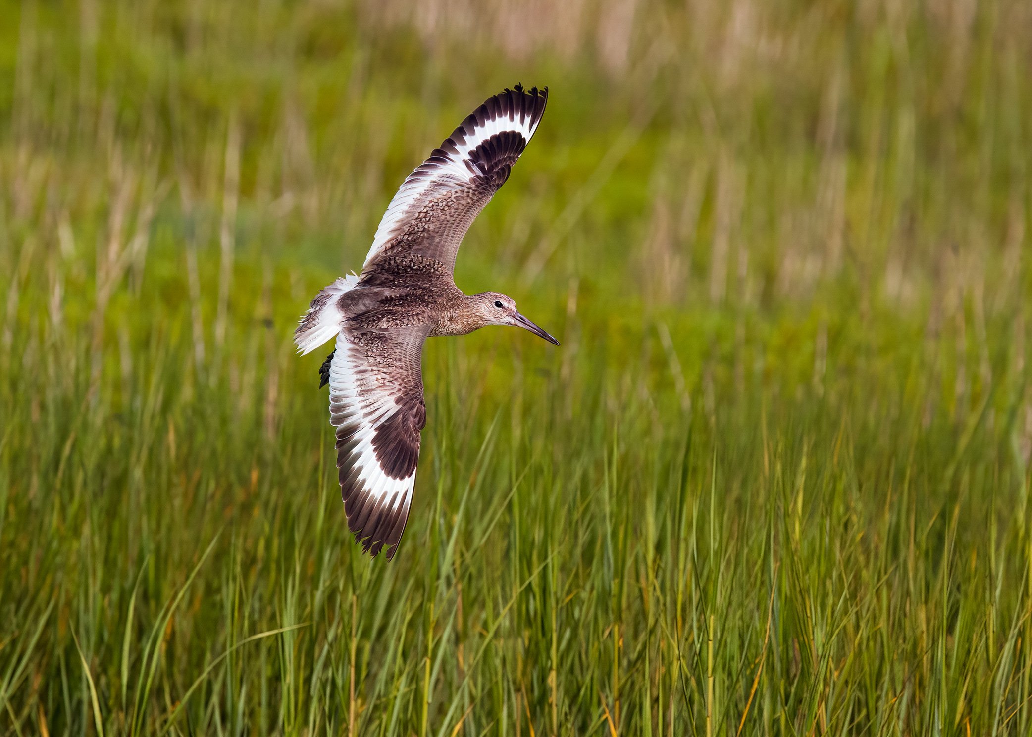 Willet