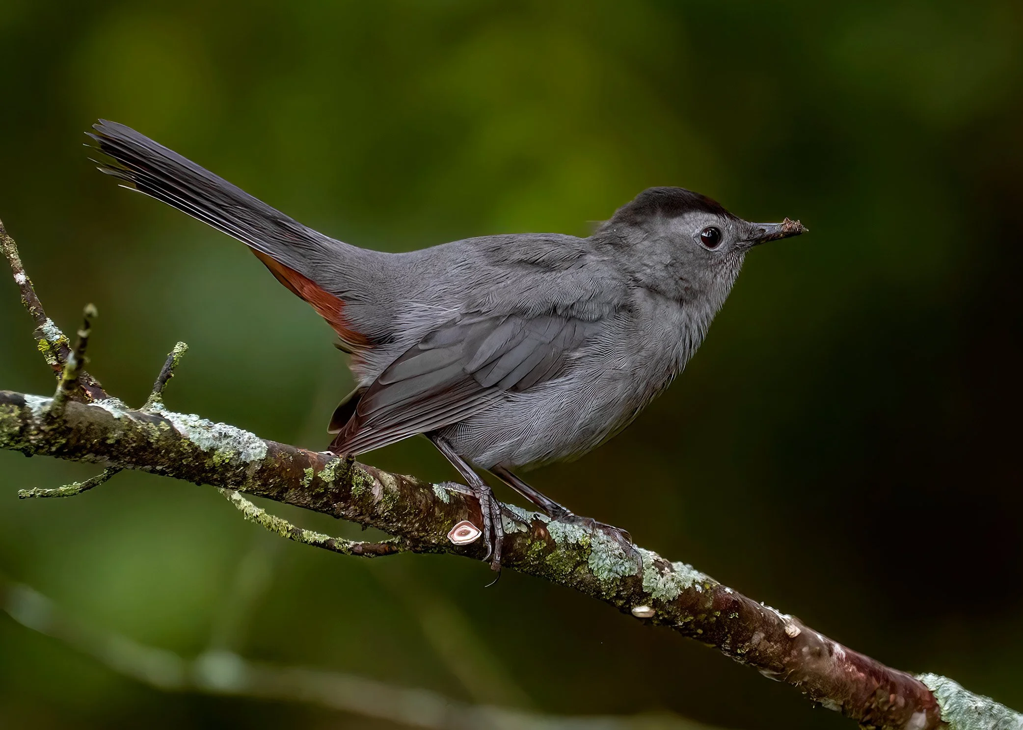 Gray Catbird