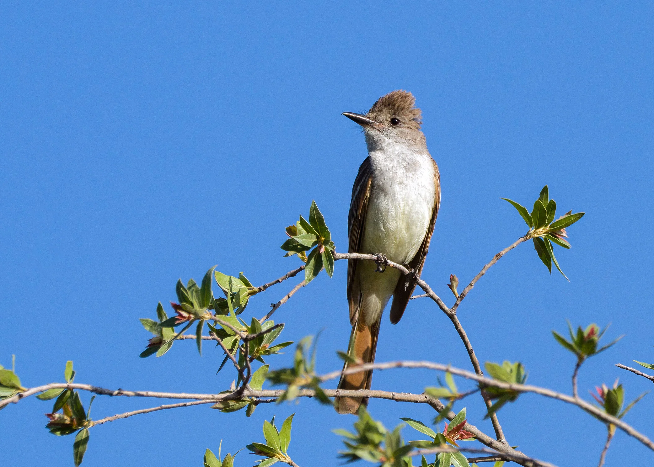 Ash-throated Flycatcher
