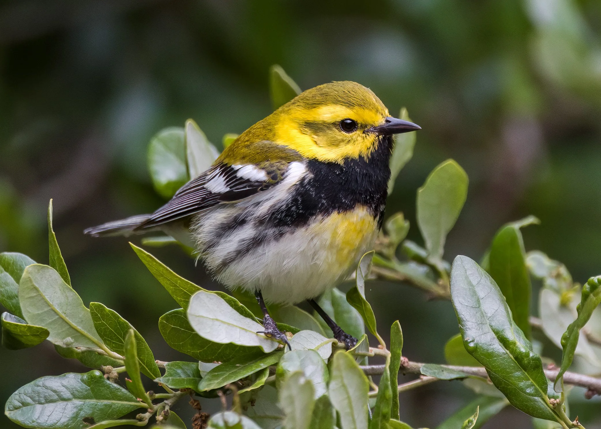 Black-throated Green Warbler