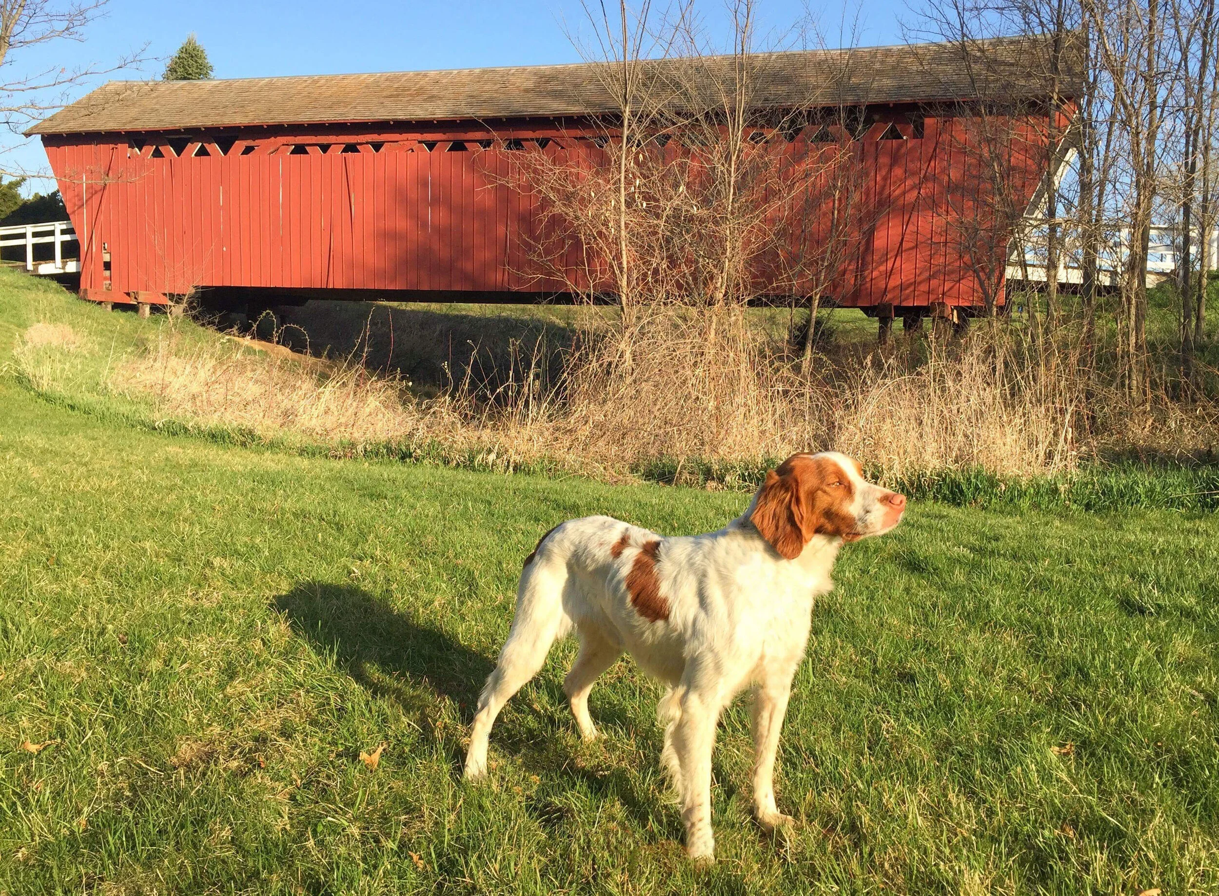 Brittany Stud Dogs MN White Swan Brittanys, Minneapolis