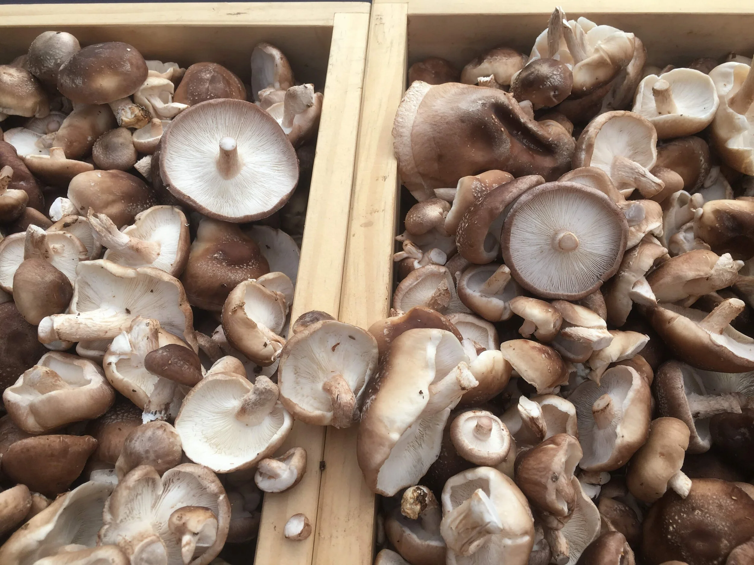 Products — Skagit Gourmet Mushrooms