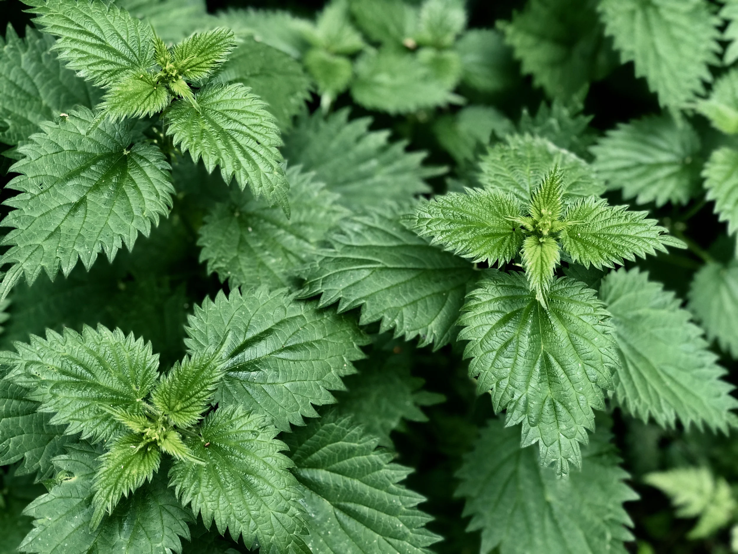 Stinging Nettle for hair growth