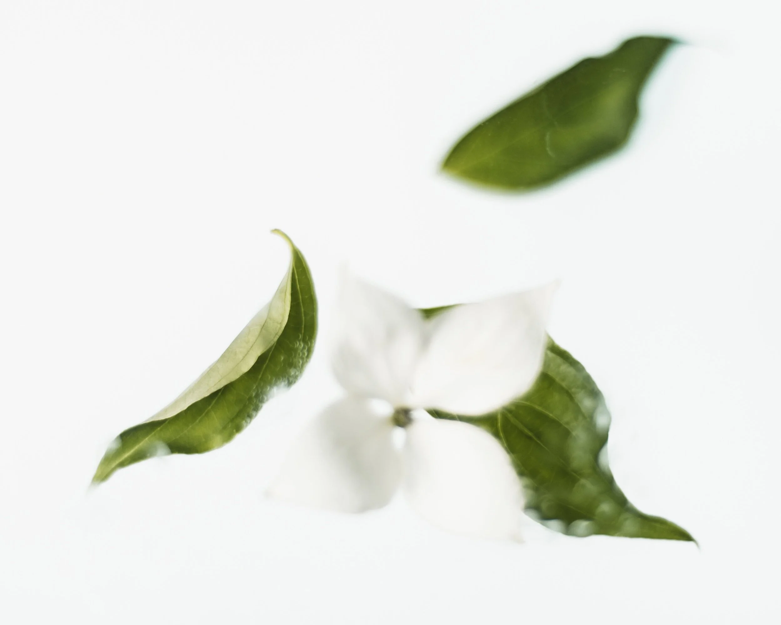 Green tea, yogurt and honey face mask - antioxidant, anti-aging and exfoliating facial treatment