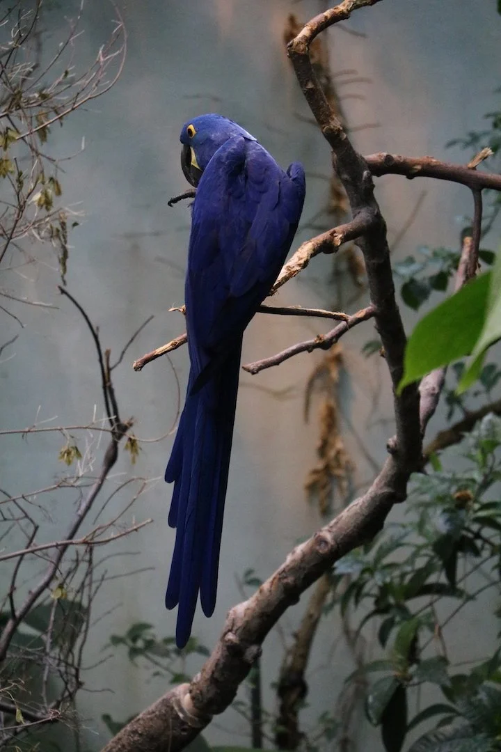 blue bird.jpg