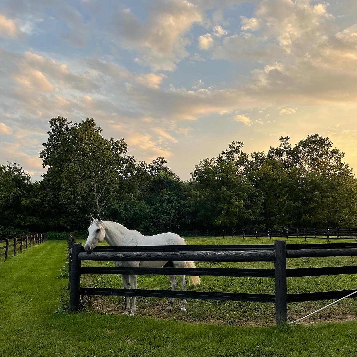 Watching all of the talented riders and volunteering at great meadow last weekend was inspiring 🤩 also highly recommend participating in a clinic from @landsafeequestrian if you can. Learning how to fall off is a very important part of riding.