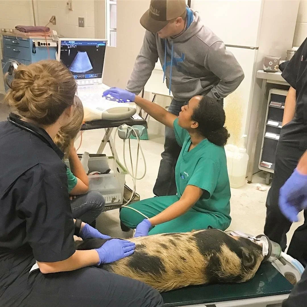 Professional Pathways Q&amp;A with Dr. Aja Harvey