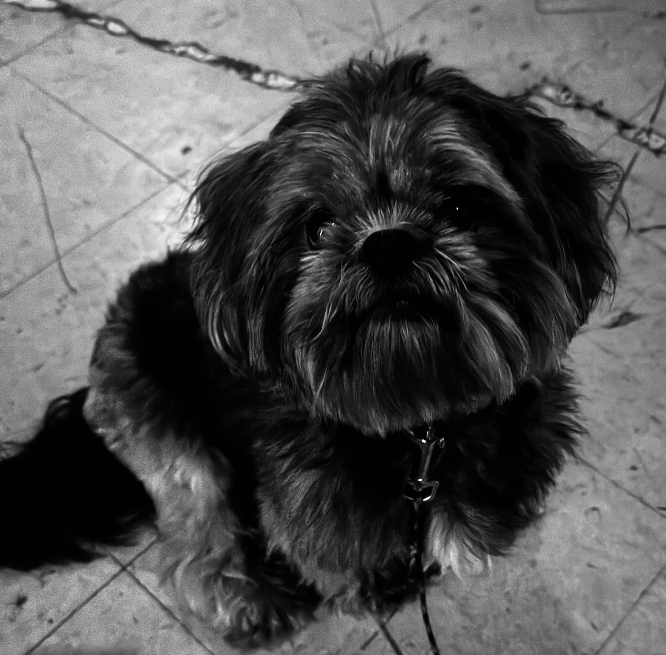 small dark colored dog
