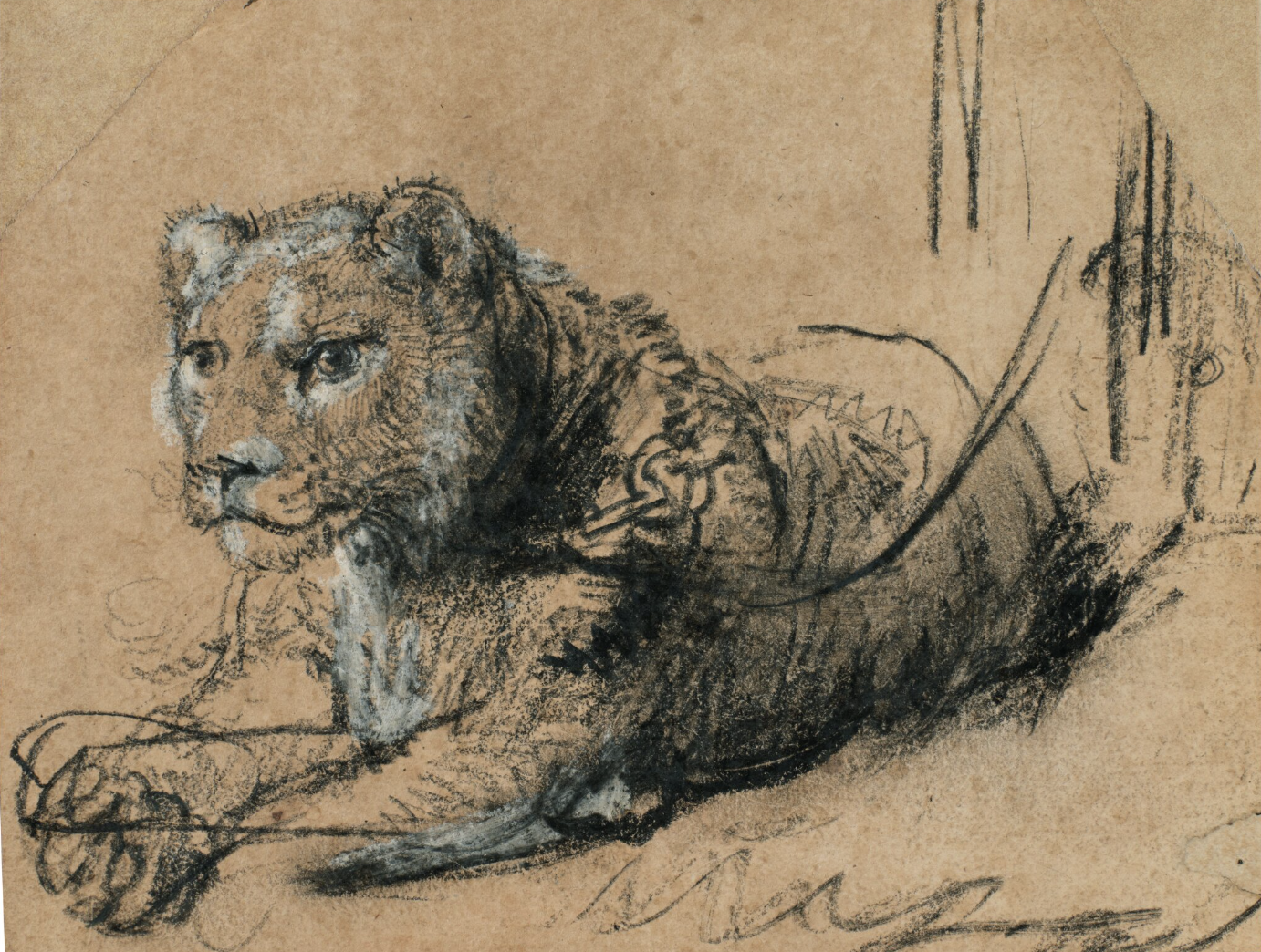 Rembrandt Harmensz. van Rijn (Leiden 1606-1669 Amsterdam)
Young Lion Resting
Black chalk and gray wash, heightened with white, on paper washed light brown
4½ by 5⅞ in. 

Sold for 17,860,000 USD at Sotheby's New York on 4 February 2026