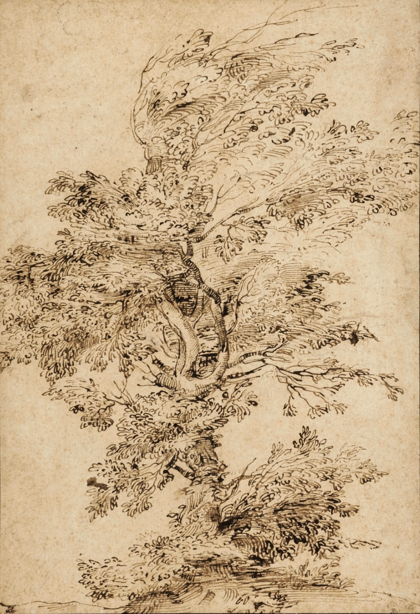 Annibale Carracci (Bologna 1560 - 1609 Rome)
Study of a Tree
Pen and brown ink over black chalk;
bears old attribution in brown ink, lower right: Carraci
15⅞ by 10⅞ in.

Sold for 863,600 USD at Sotheby's New York on 4 February 2026