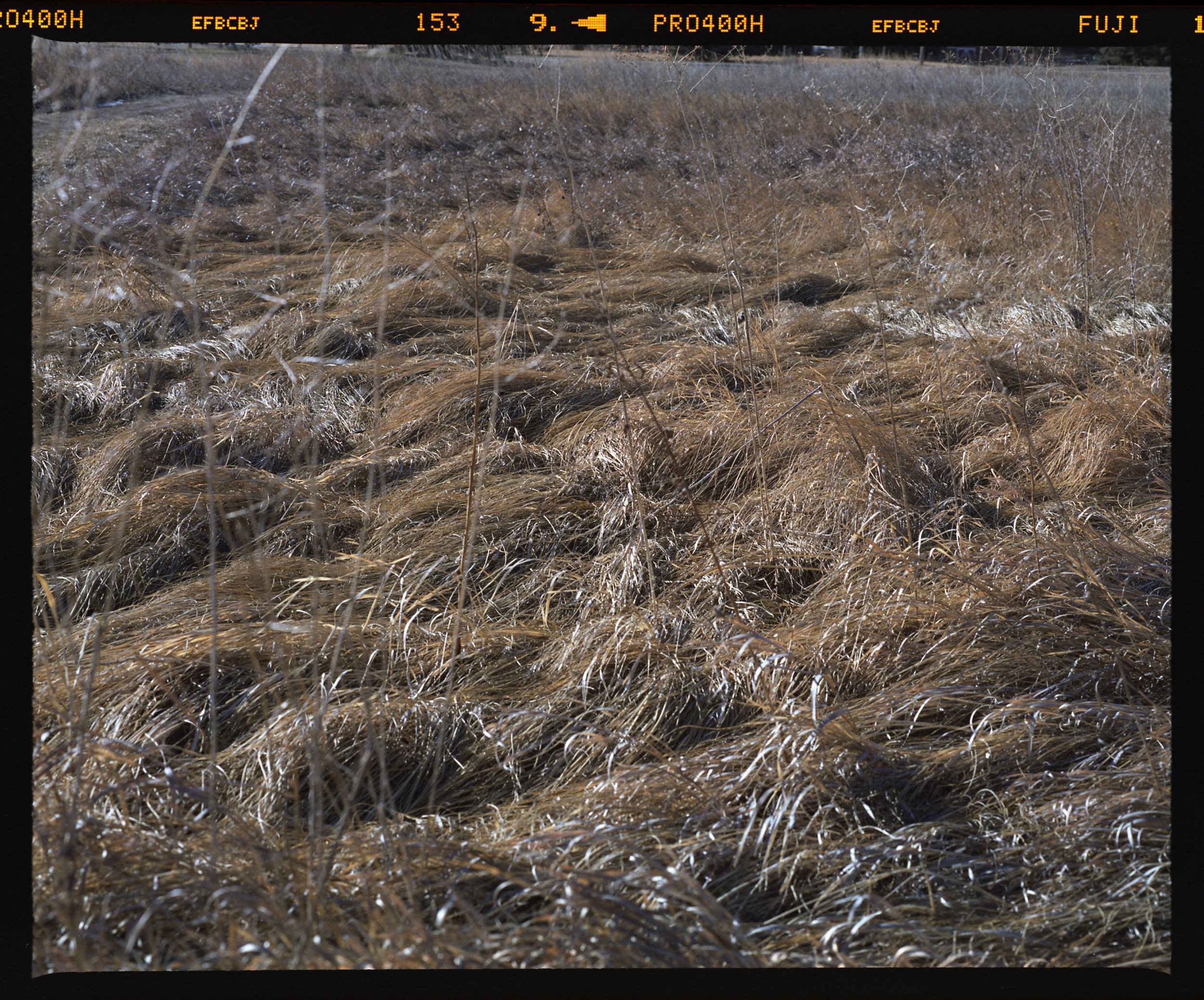 Park Field001.jpg