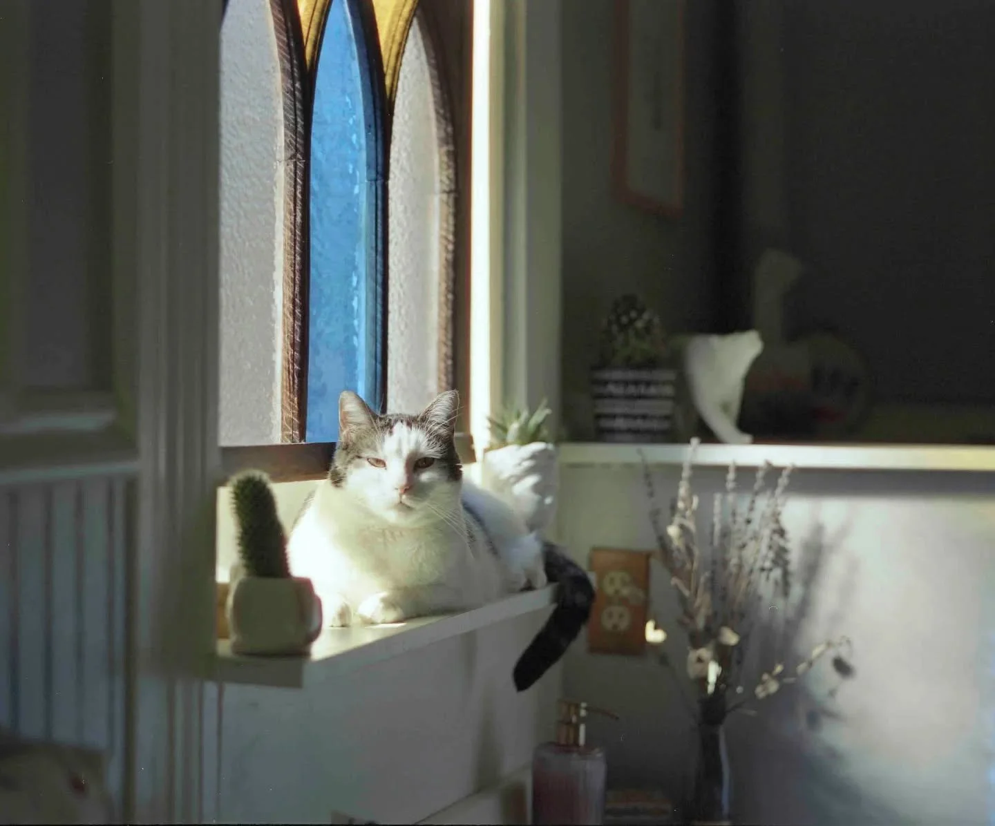A majestic Goob in perfect lighting (yes, her name is GOOB!)⁠
Thanks for letting us share, Liv. You're a real one.⁠
⁠
Photo by @liv.chap.snaps⁠
Film processing &amp; scanning by @primitivephotolabs⁠
⁠
#CatsOnFilm #120film #MediumFormat #FilmCommunity