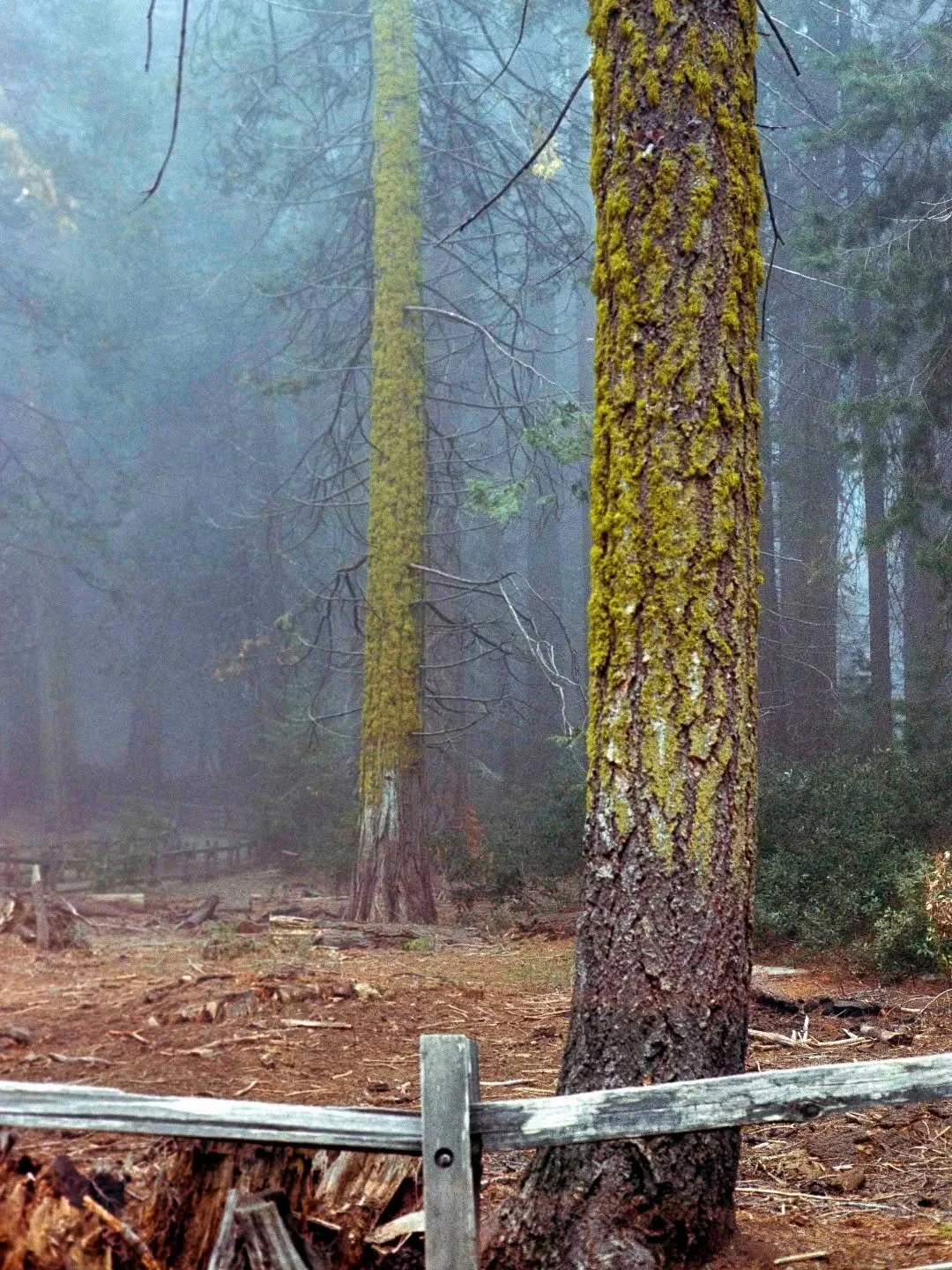 Even after 5 years, I'm still blown away that I get to develop film for so many people and meet some incredible photographers. Gavin doesn't have Instagram, but he was happy to share this image with us. And man, I wanna get lost in this forest.⁠ Mayb
