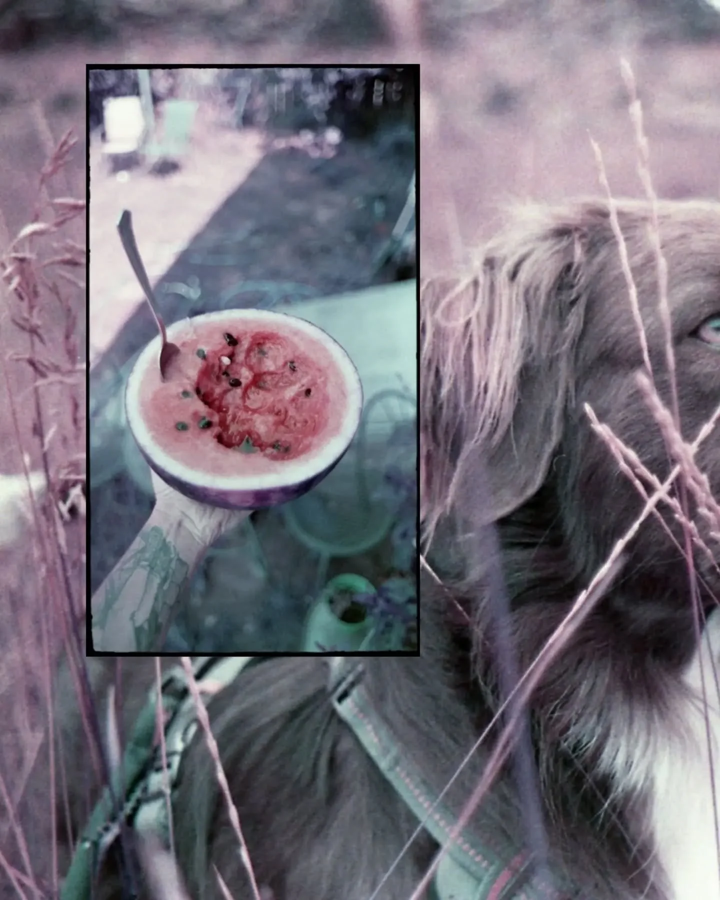 Lomochrome ✨ Purple + Turquoise in early 2021-2022
I can't say I'm the biggest fan of colorful, experimental films - but @lomography Lomochrome Purple might be my favorite of them all.