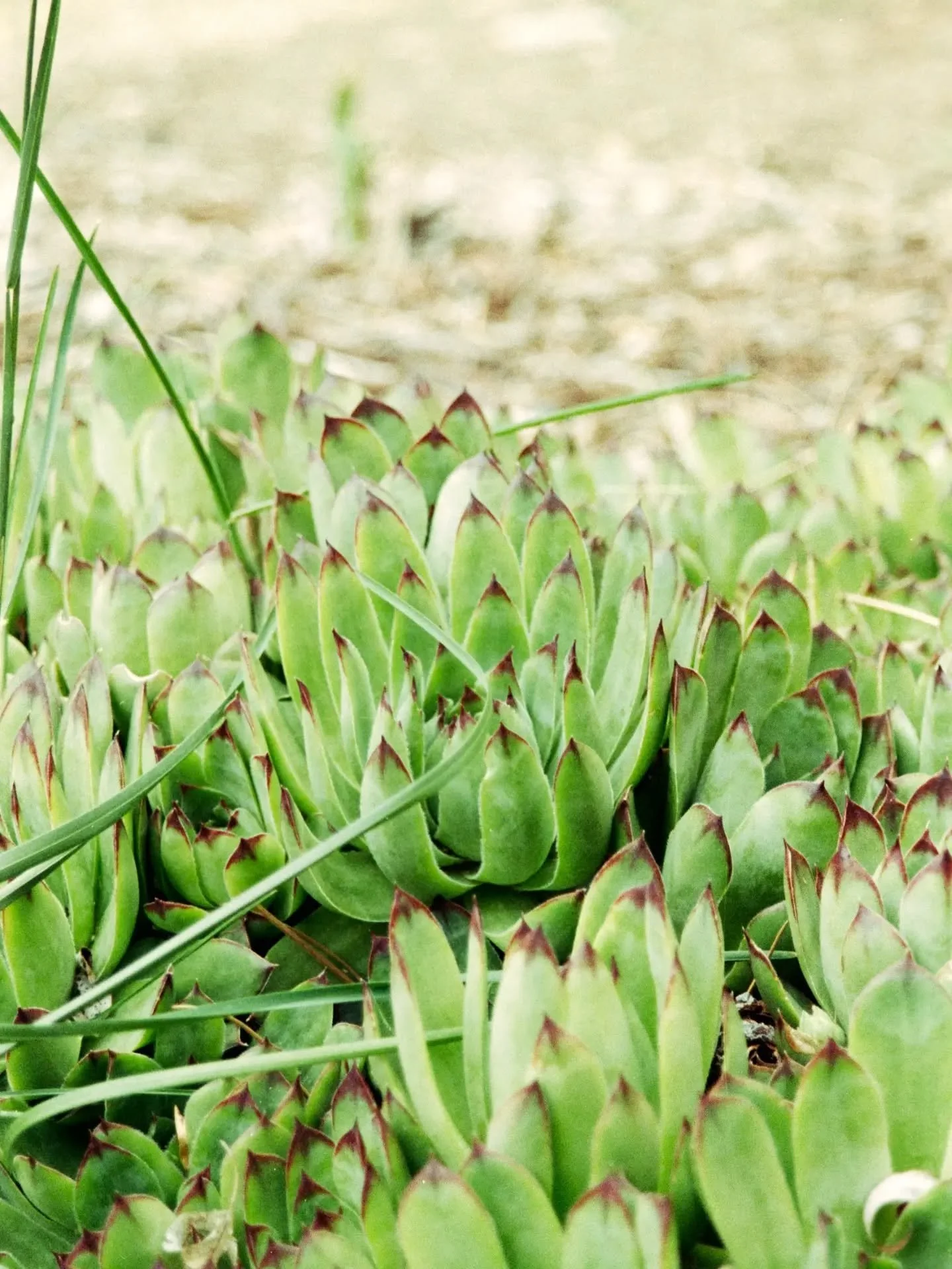 That sweet smell of spring renewal on Fuji film 🎞️