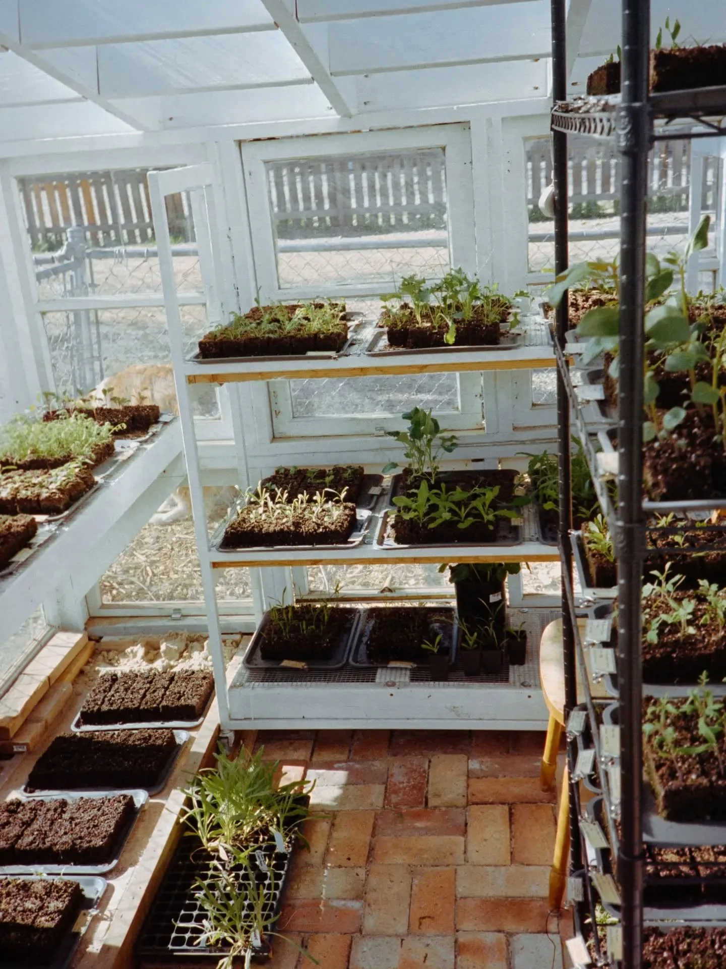 In honor of Spring 🌱 and @jadelyn_elise incredible greenhouse that I adore. Thanks for letting me take a peek into your sweet little life 💚🎞️

Processing &amp; scans: @primitivephotolabs

#springplanting #filmprocessing #fortcollinsphotographer