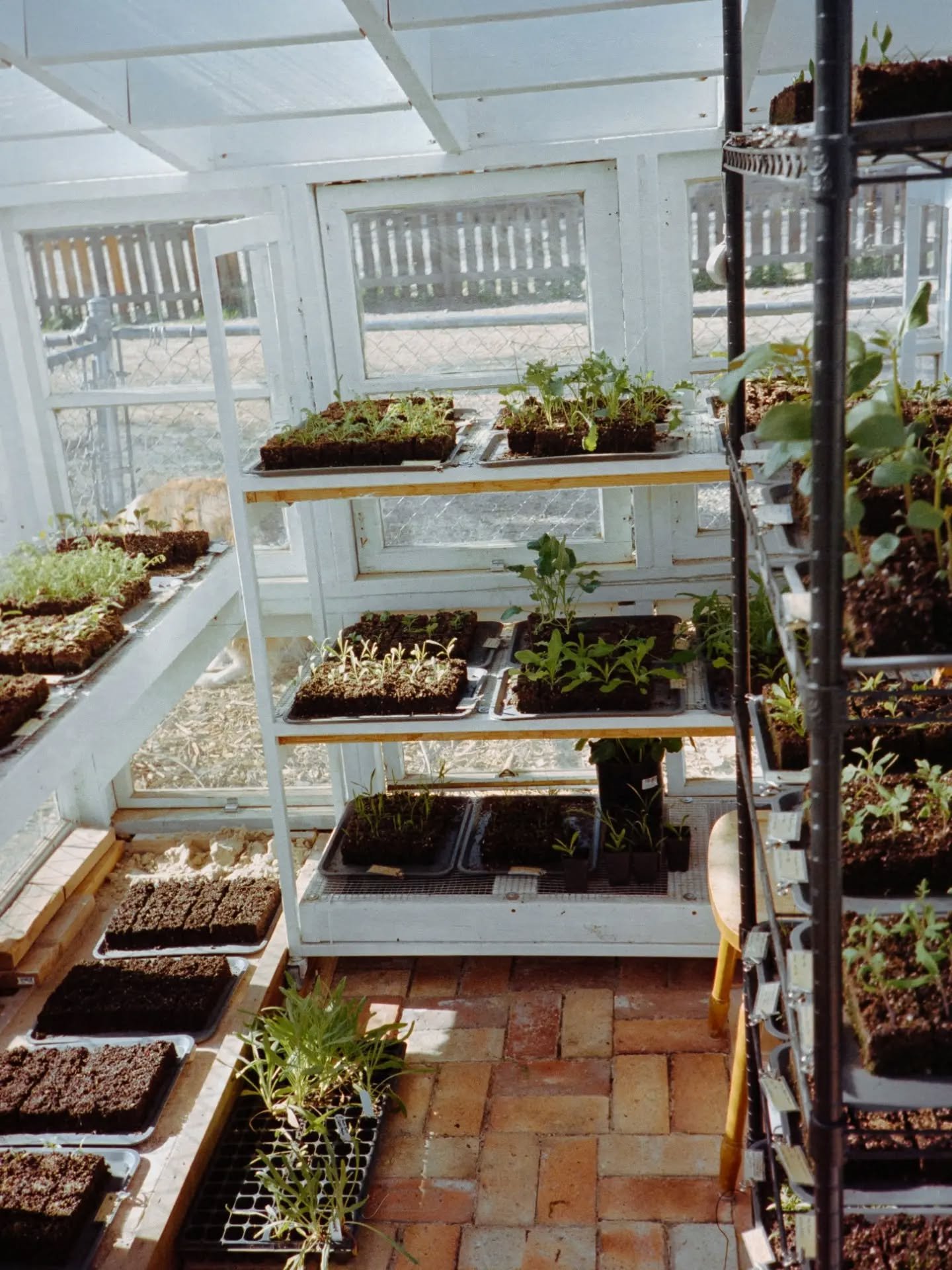 In honor of Spring 🌱 and @jadelyn_elise incredible greenhouse that I adore. Thanks for letting me take a peek into your sweet little life 💚🎞️

Processing &amp; scans: @primitivephotolabs

#springplanting #filmprocessing #fortcollinsphotographer