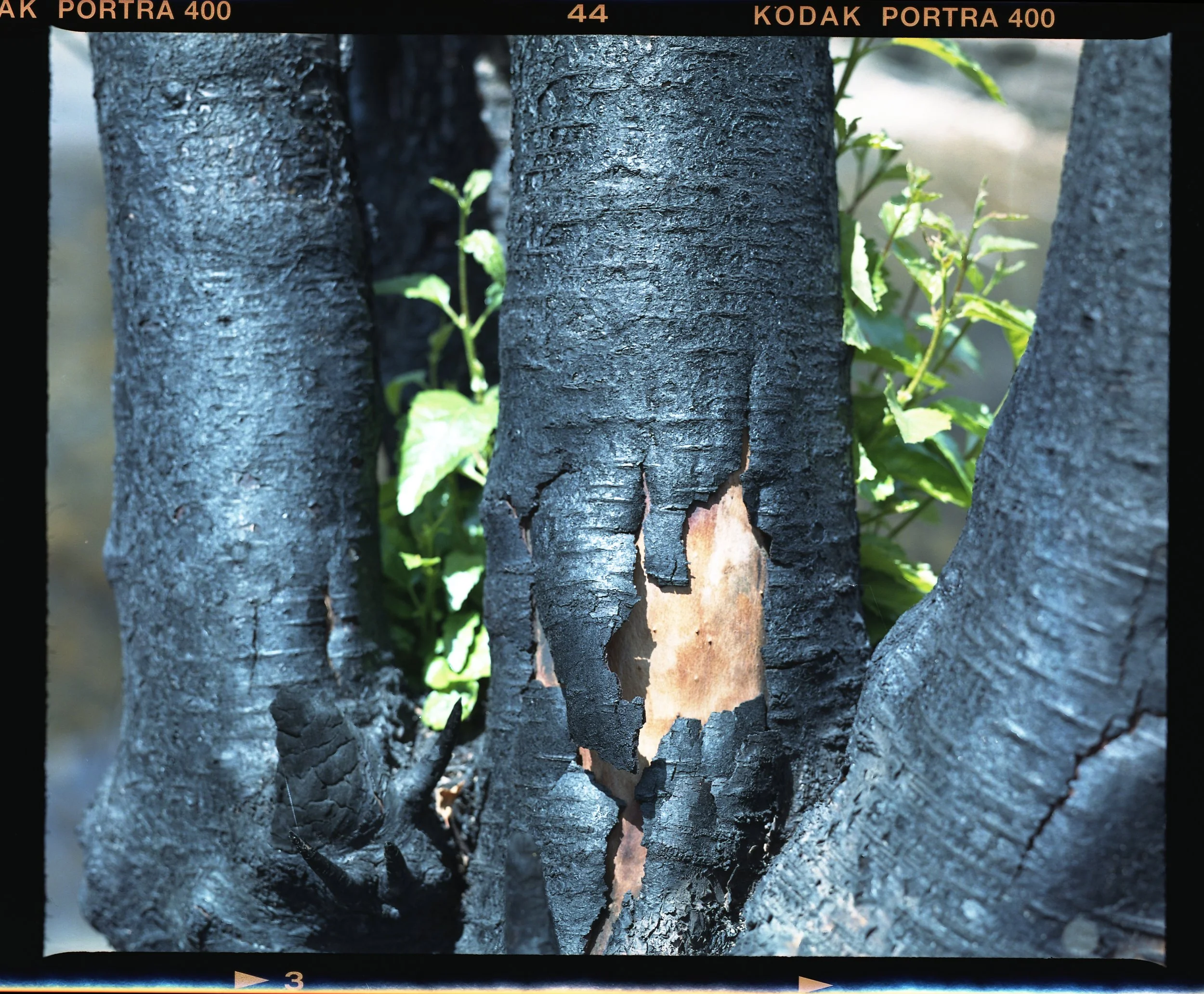 Poudre Burns002.jpg