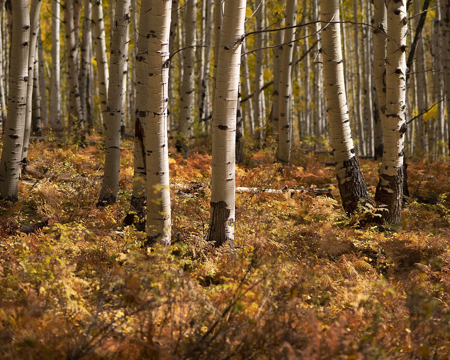 Kebler Pass near Crested Butte, CO