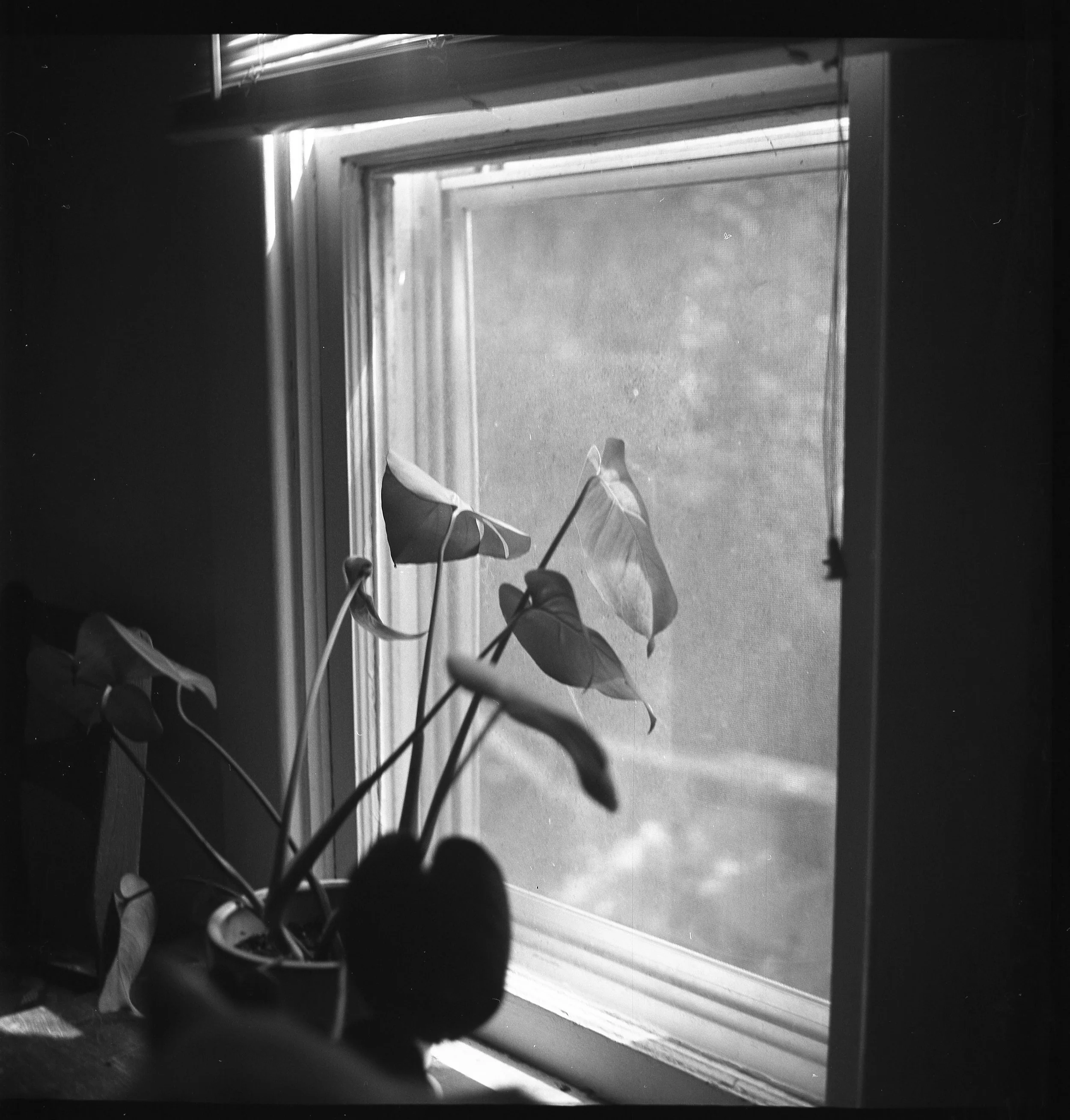 bw004.jpg