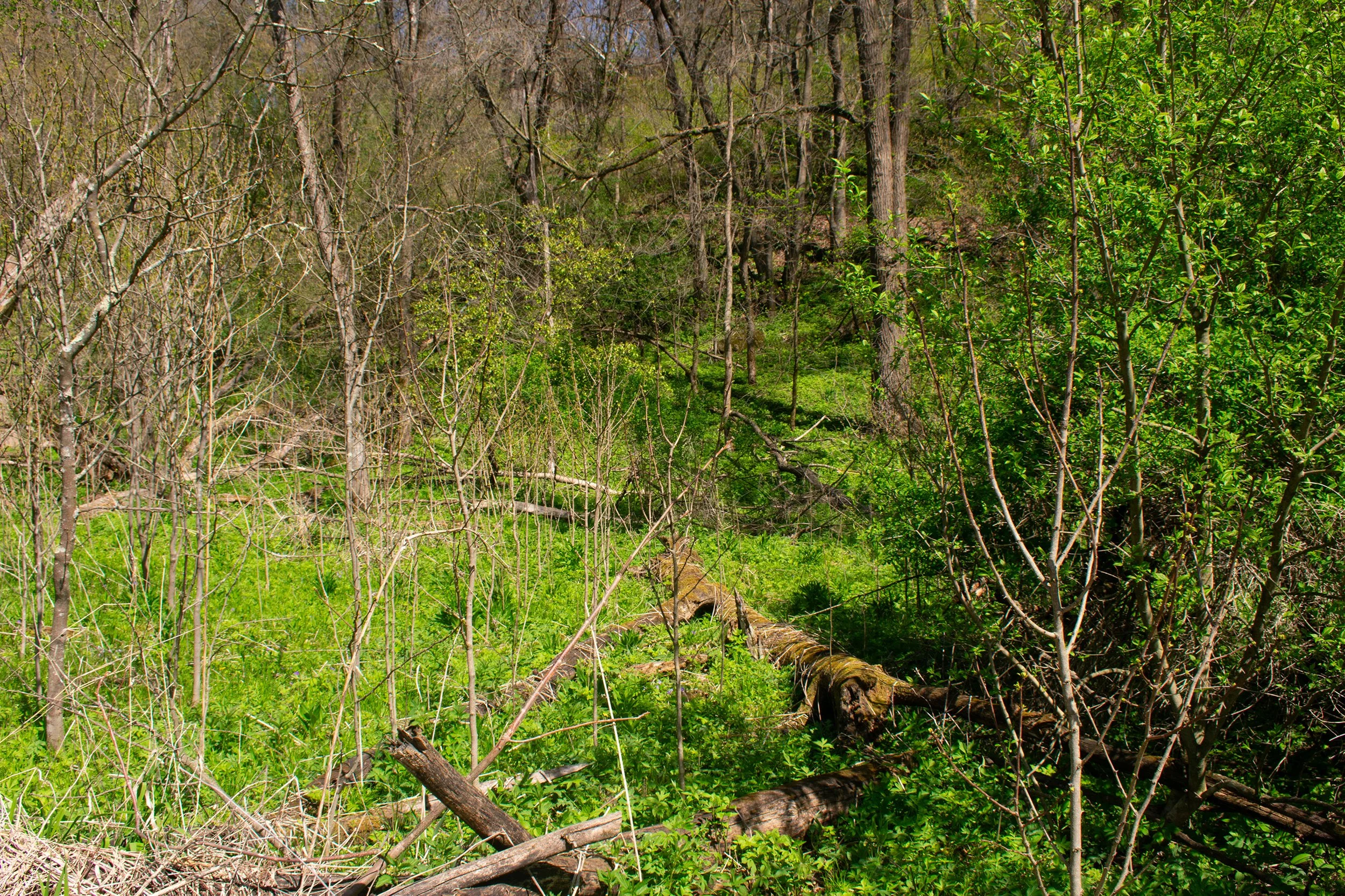 Title: Green Escape
Date Created: 2026
Medium: Pigment Print
Size: 8 x 10 Inches
