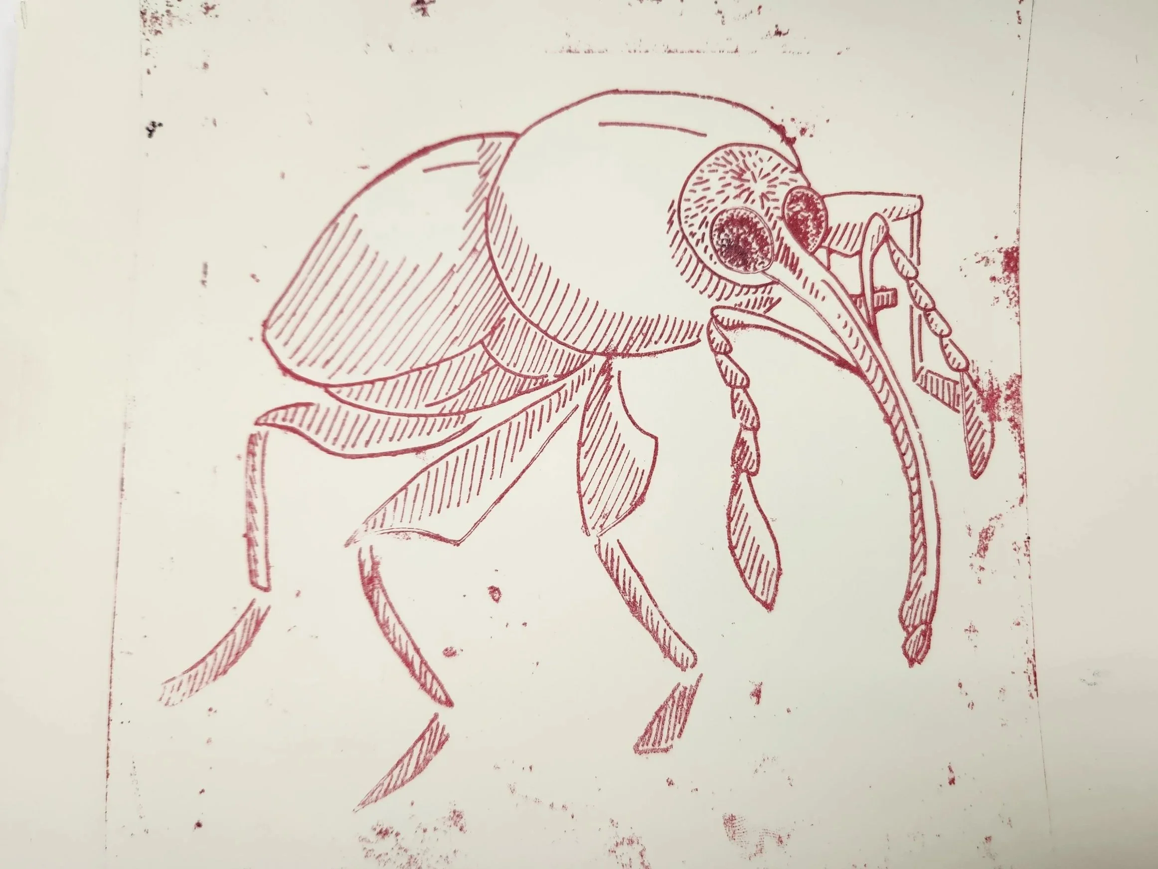 Weevil,
2025,
Pronto plate print,
3” x 5” inch,
Edition of 3
