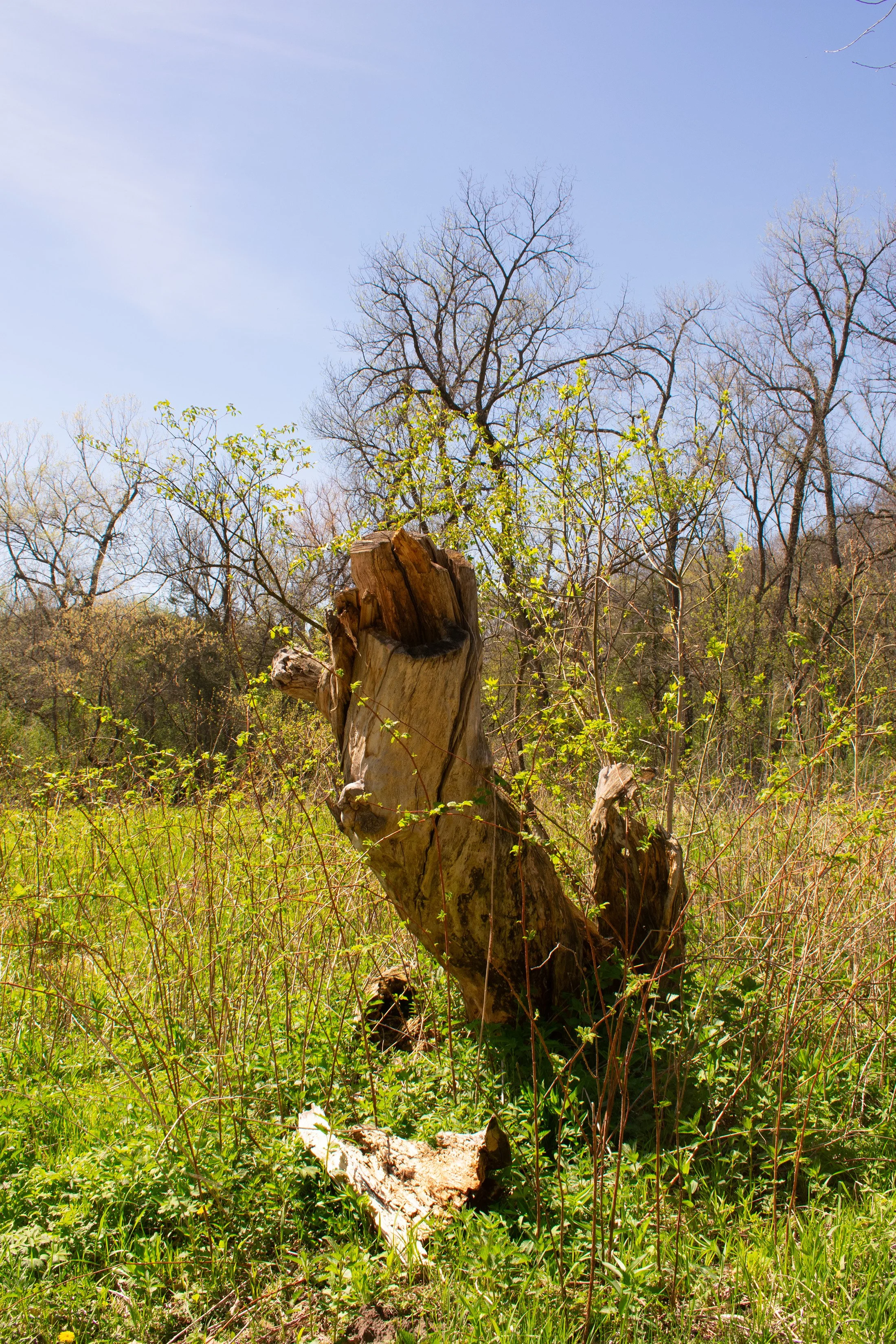 Title: Spring Awakening
Date Created: 2026
Medium: Pigment Print
Size: 8 x 10 Inches
