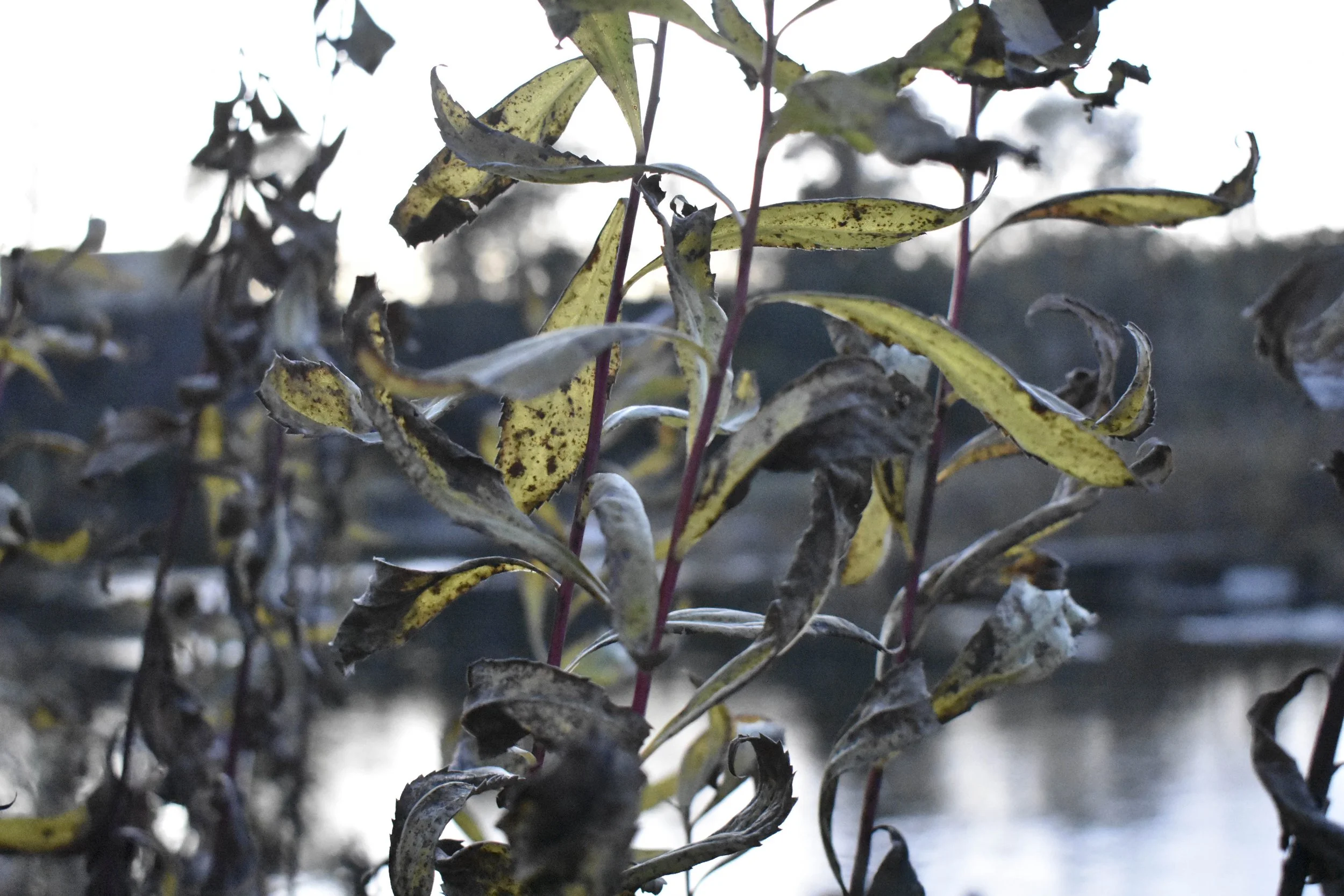 Title: Natures Embrace
Date Created: 2025
Medium: Pigment Print
Size: 8 x 10 Inches
