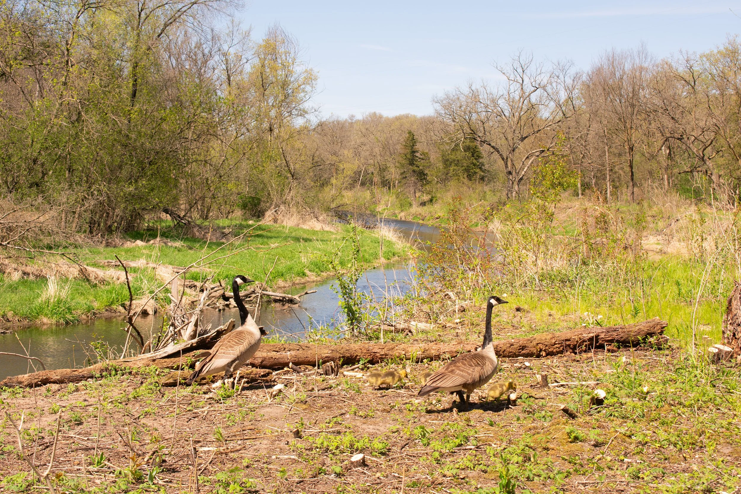 Title: Riverside Family
Date Created: 2026
Medium: Pigment Print
Size: 8 x 10 Inches
