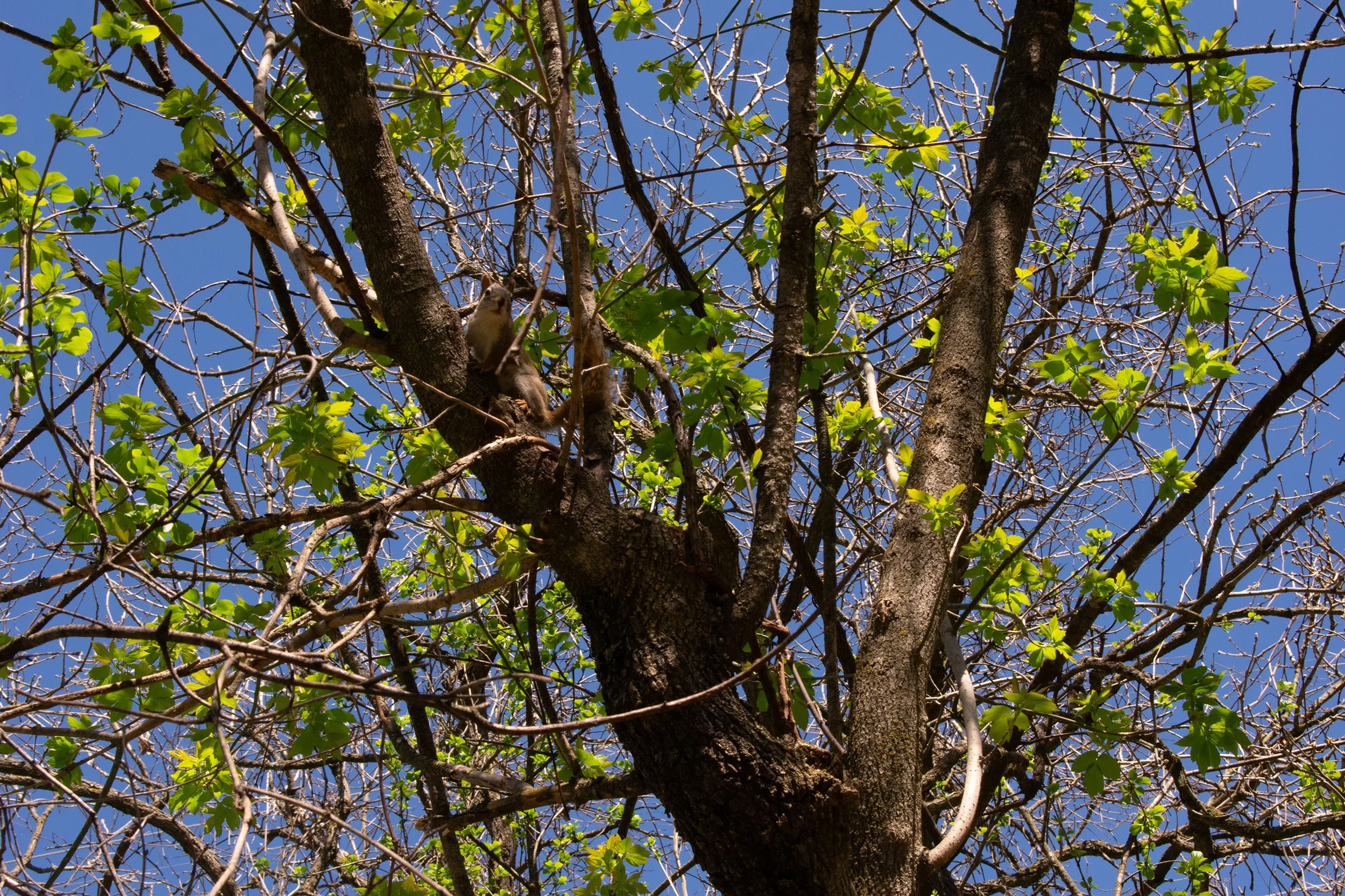 Title: Forrest Friend
Date Created: 2026
Medium: Pigment Print
Size: 8 x 10 Inches
