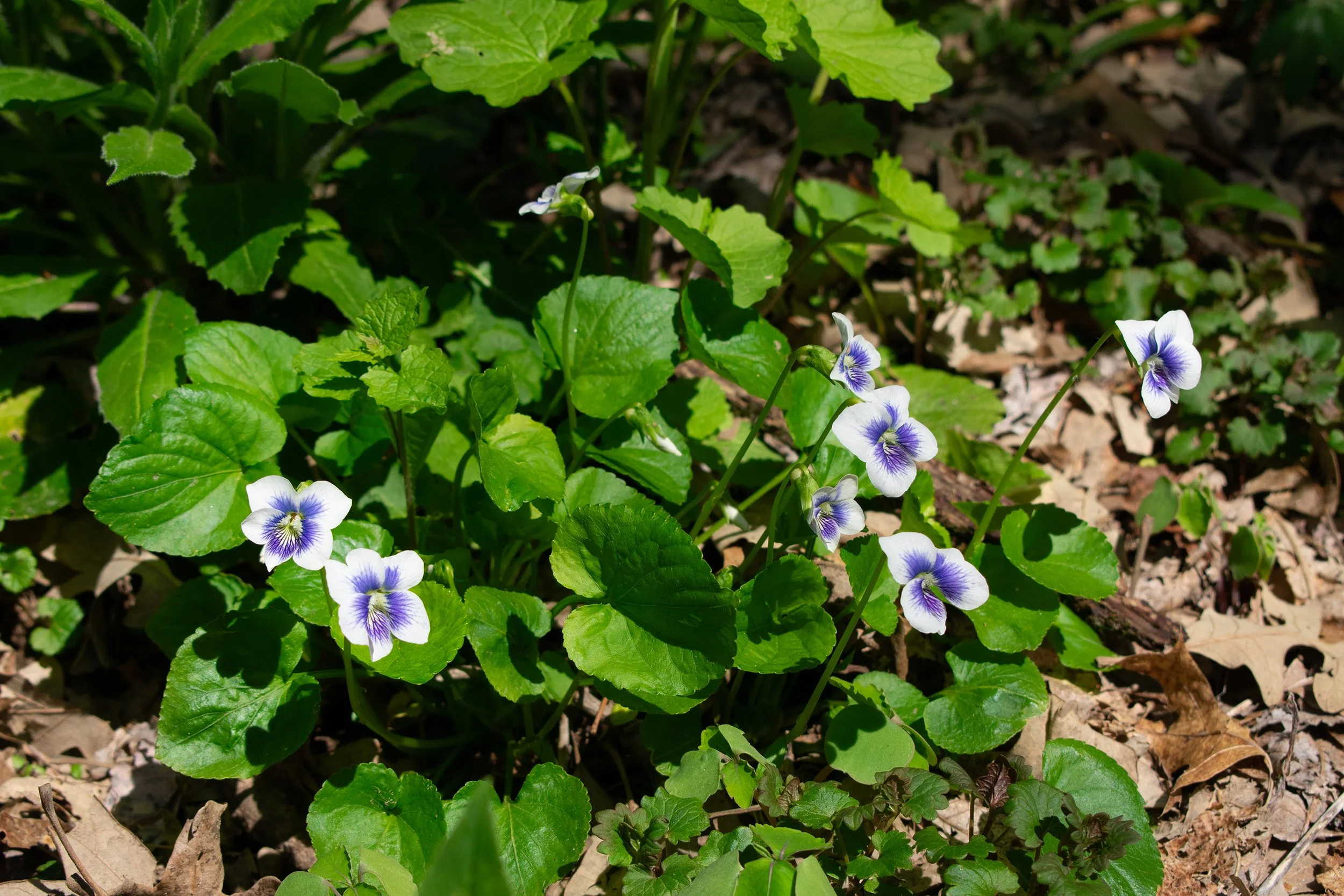 Title: Woodland Violets
Date Created: 2026
Medium: Pigment Print
Size: 8 x 10 Inches
