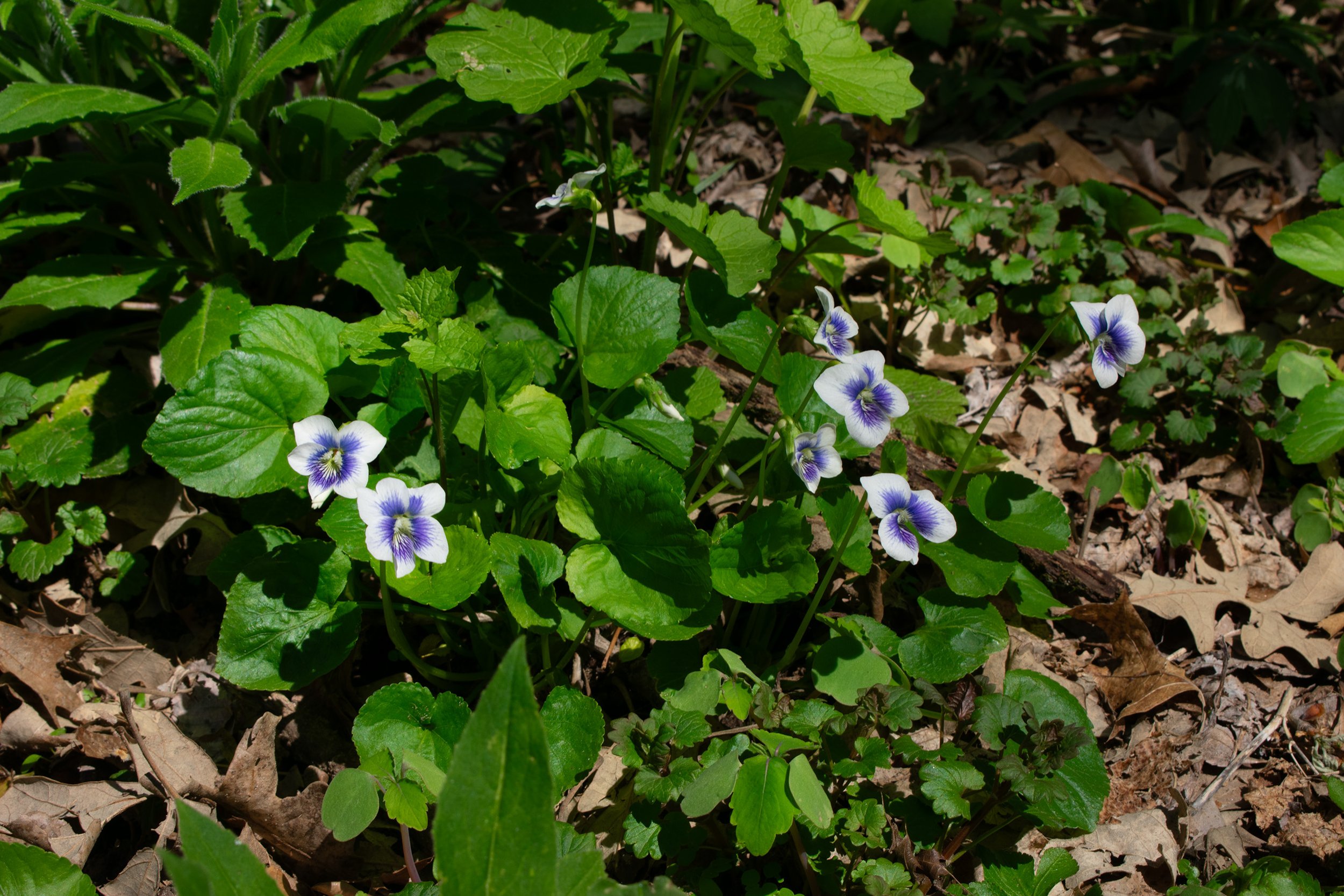 Title: Spring Blooms
Date Created: 2026
Medium: Pigment Print
Size: 8 x 10 Inches