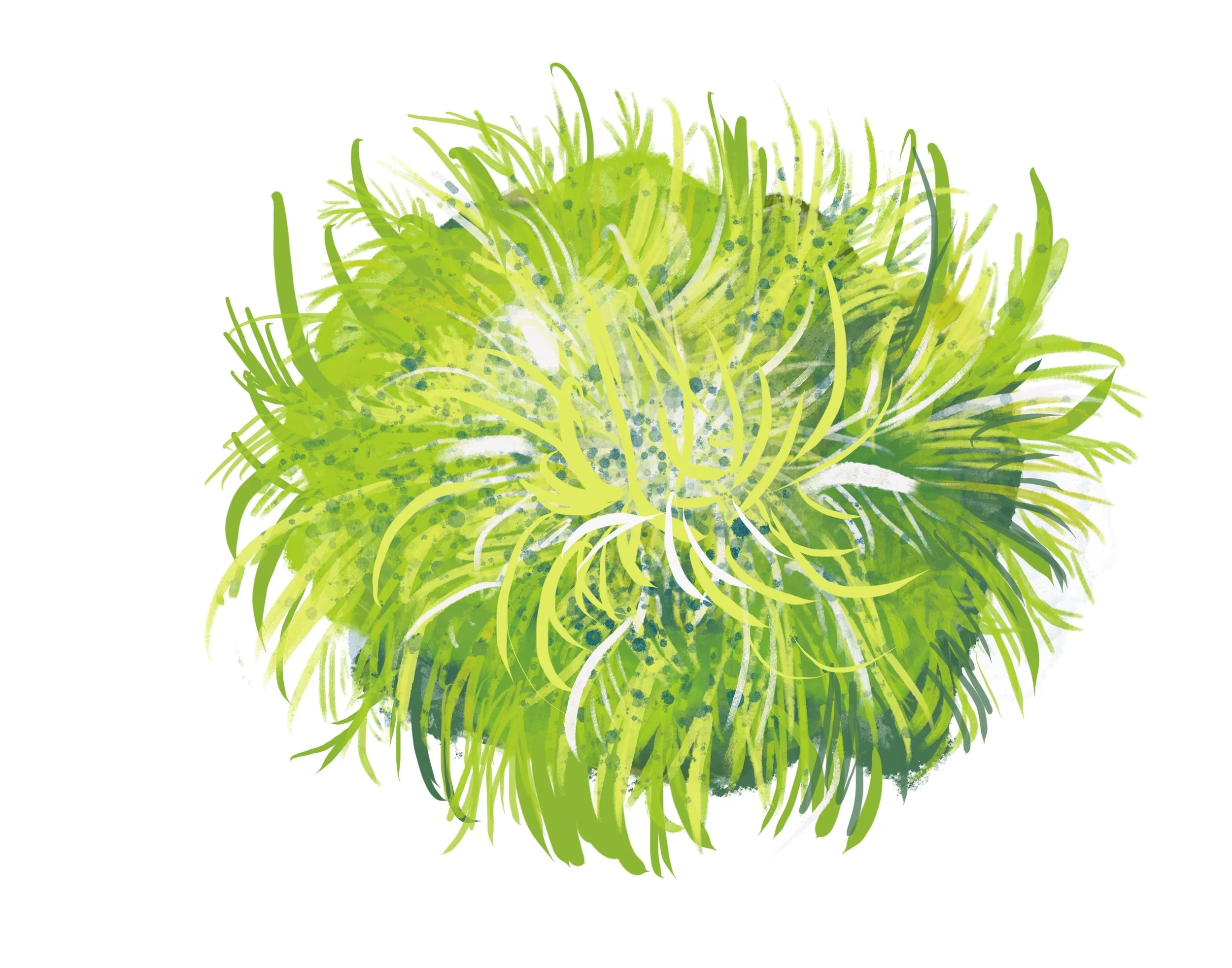 Frisée.jpeg