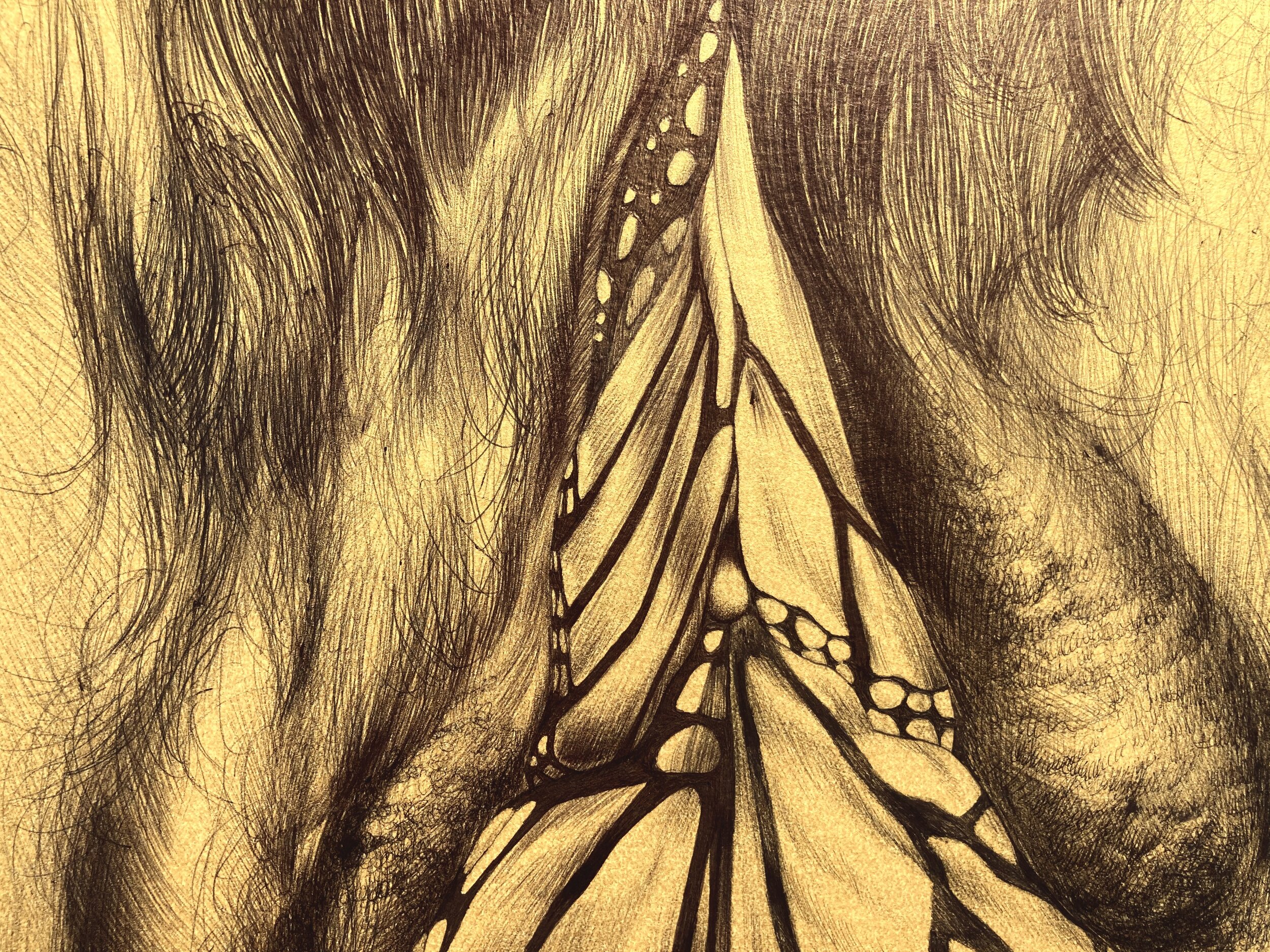 detail, Papilionoidea Yoni Fig. 2