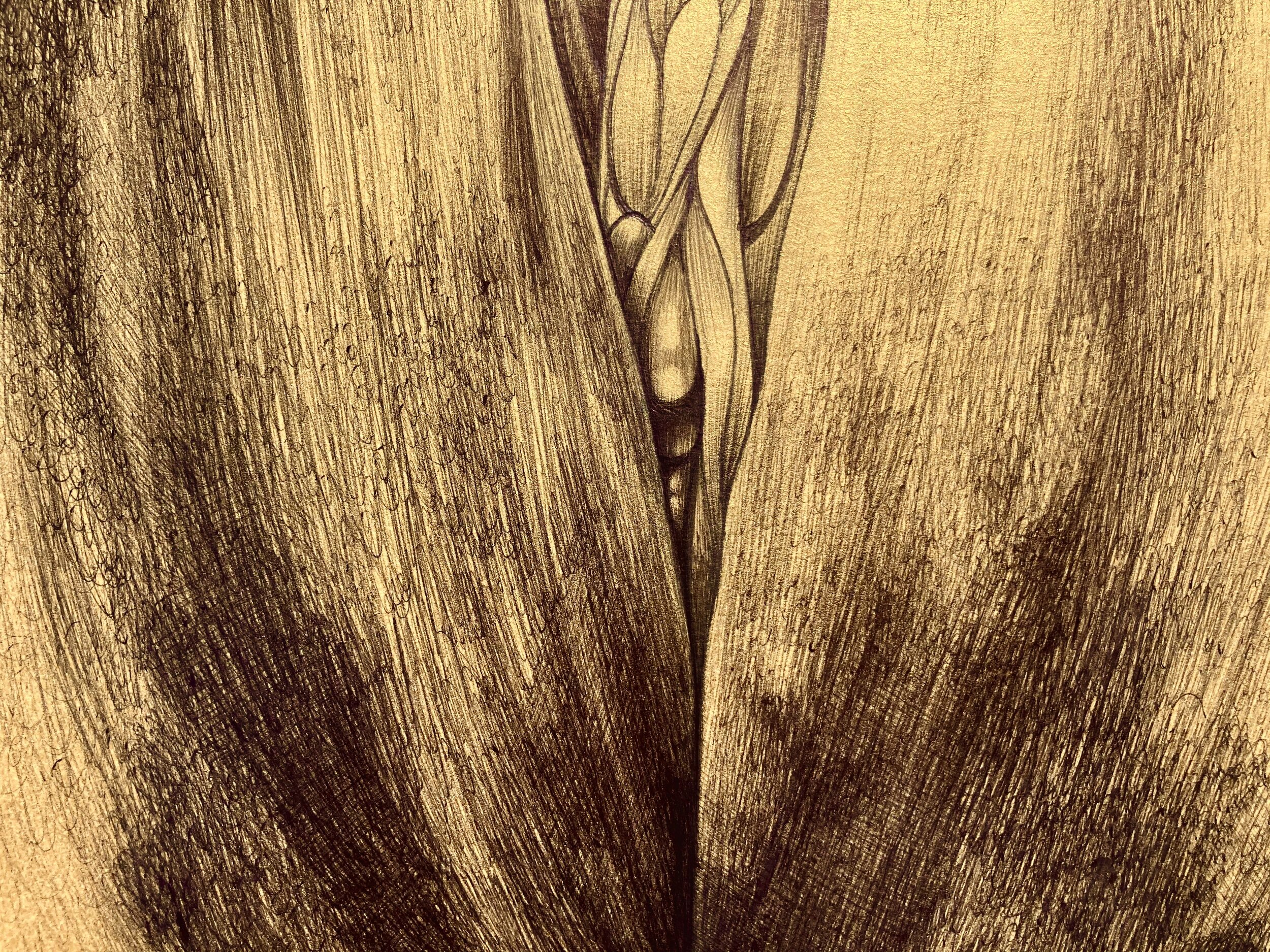 Detail, Papilionoidea Yoni Fig. 3