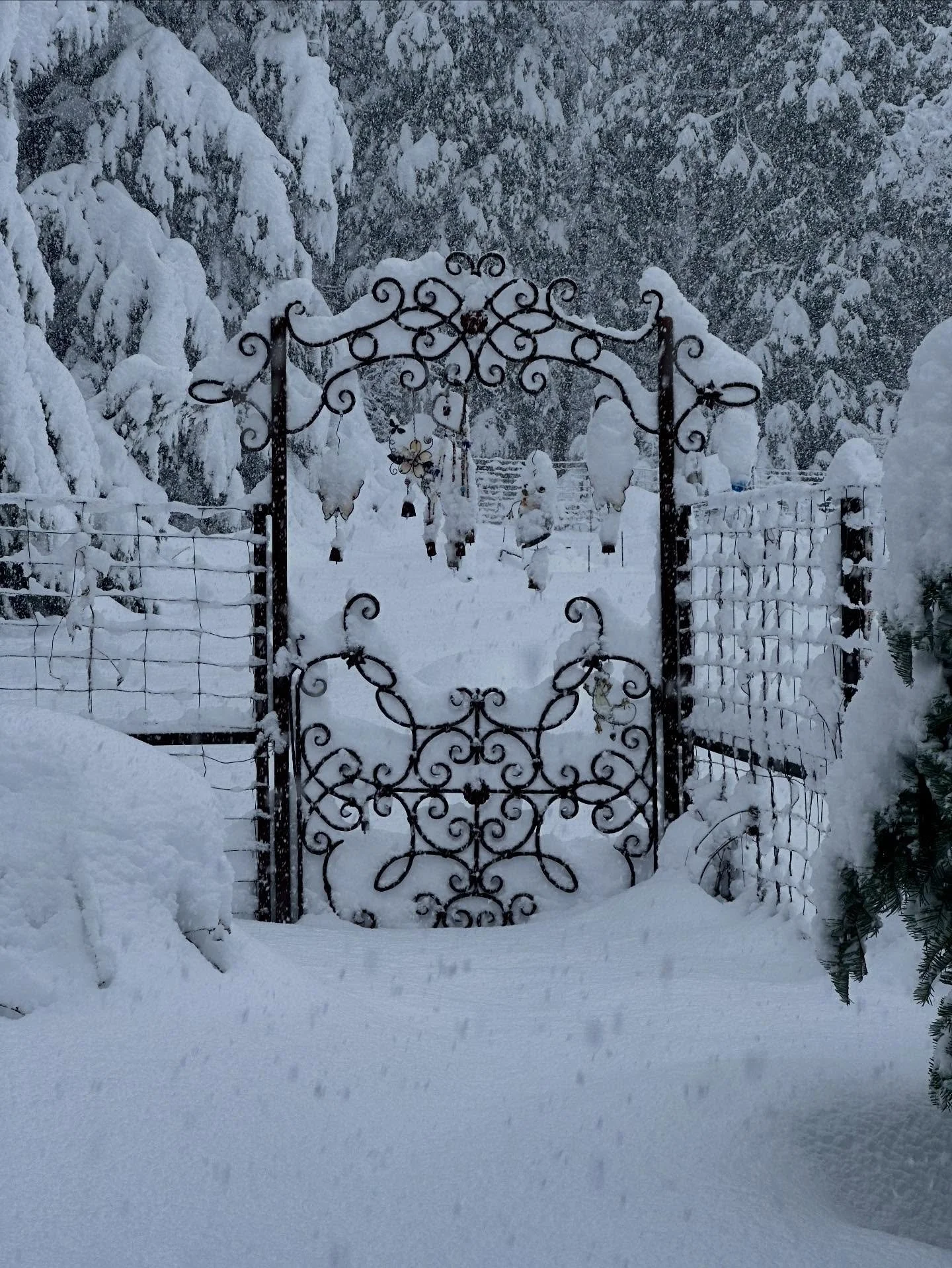 Scenes from a snowstorm. Winter has arrived in the Sierras 🤍❄️☃️