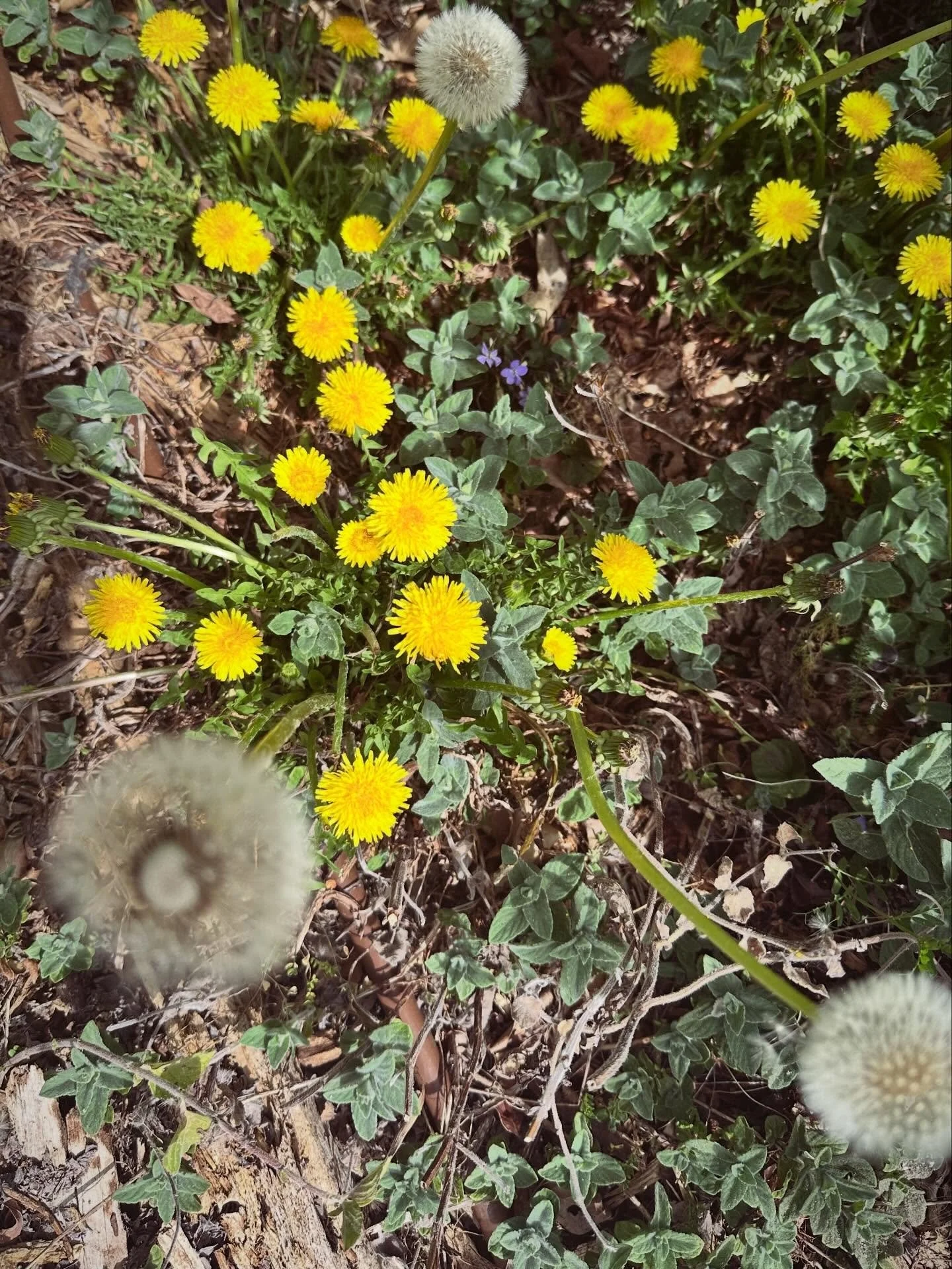 Are you a hater or a lover of the humble dandelion? 

Bitter, yes&mdash;but beautifully so. A spring tonic for the liver, a resilient grower and one of the first foods for the bees. 🐝 

Try this simple spring ritual:

🌿 Dandelion Honey Drizzle
&bul