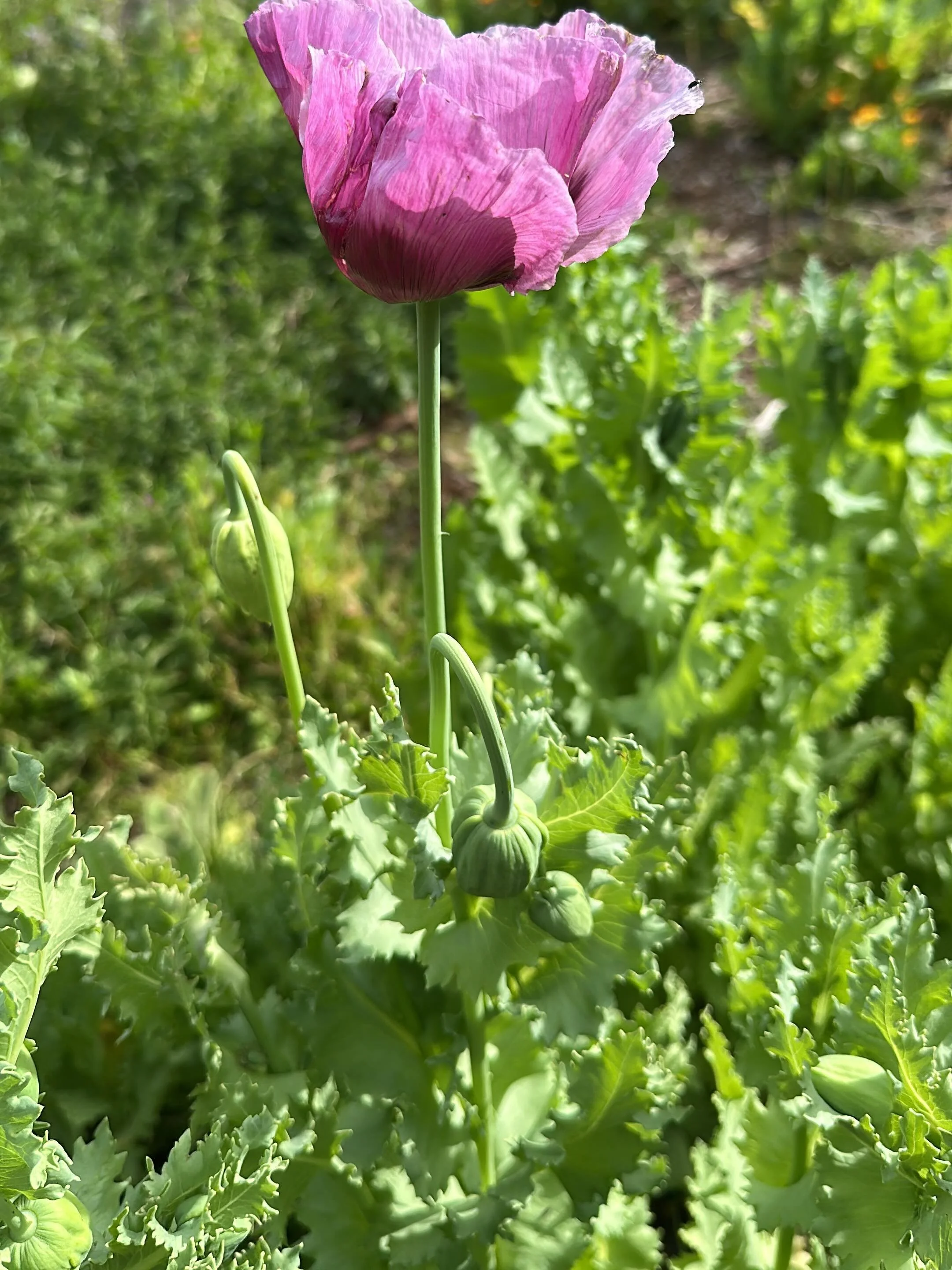 First Opium Poppy of the season on Beltane and the full flower moon 🌕! I&rsquo;m so in love with these poppies and they are finally starting to self seed and find their place in the garden. 

Organized and planted my dahlia tubers. I was relieved th