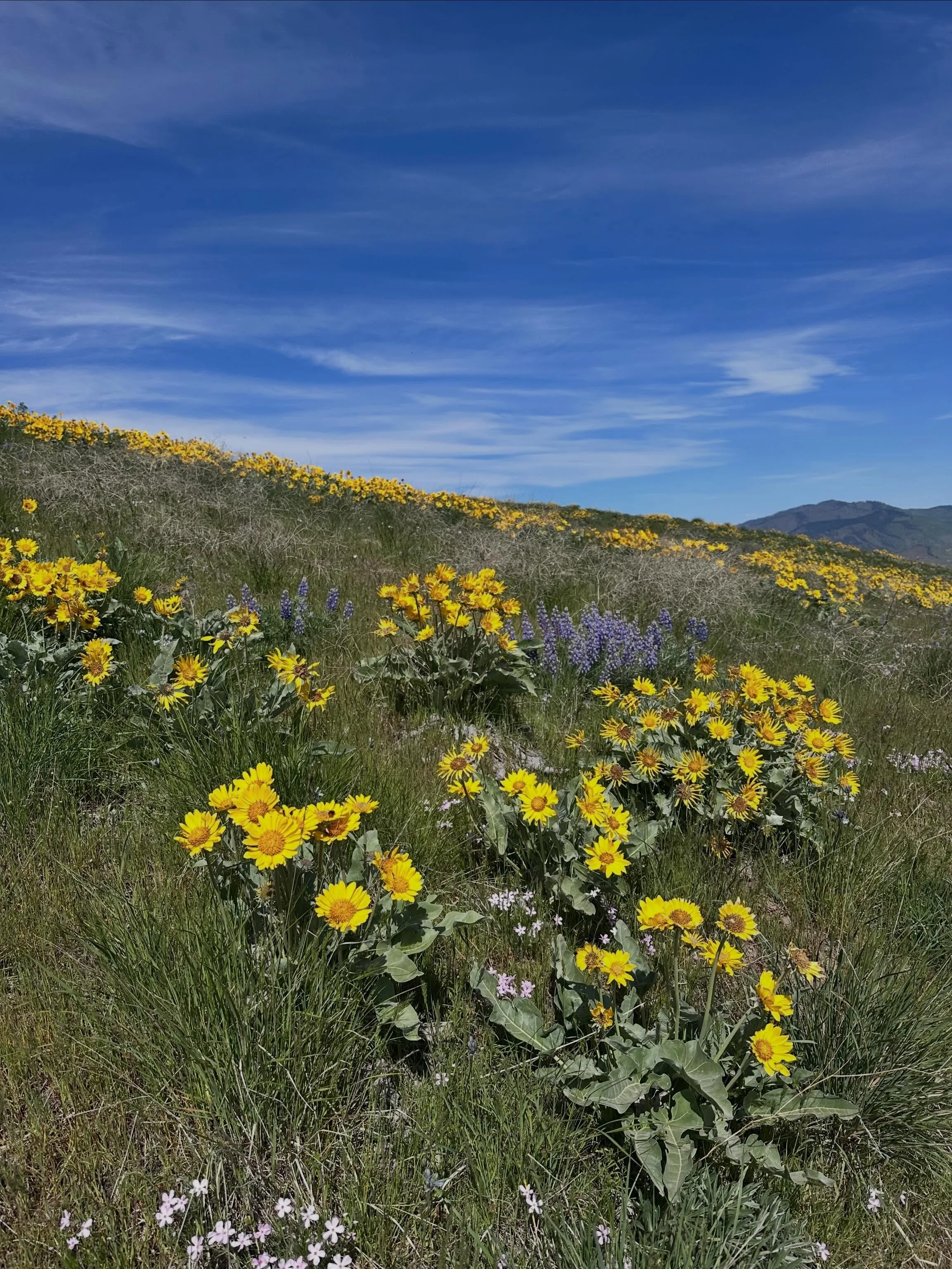 Are you familiar with arrowleaf balsamroot?

We found her blooming outside Wenatchee while visiting family&hellip;whole hillsides glowing yellow.

Part of the sunflower family (Balsamorhiza sagittata), and quietly generous&mdash;
young leaves edible,