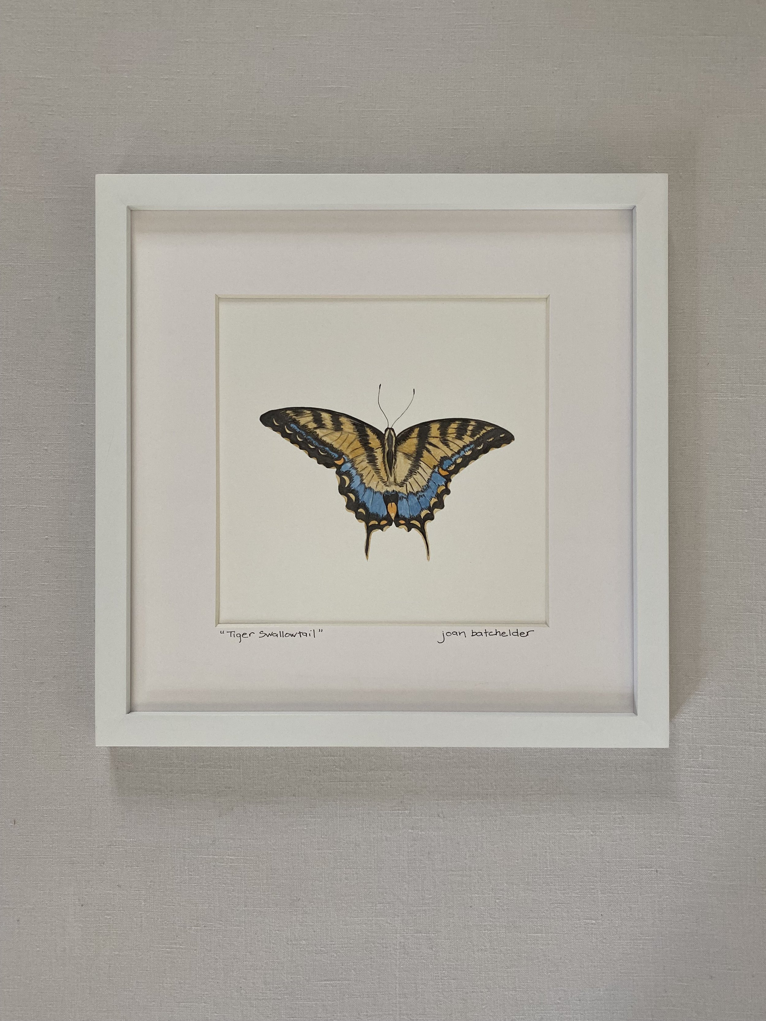 "Tiger Swallowtail"