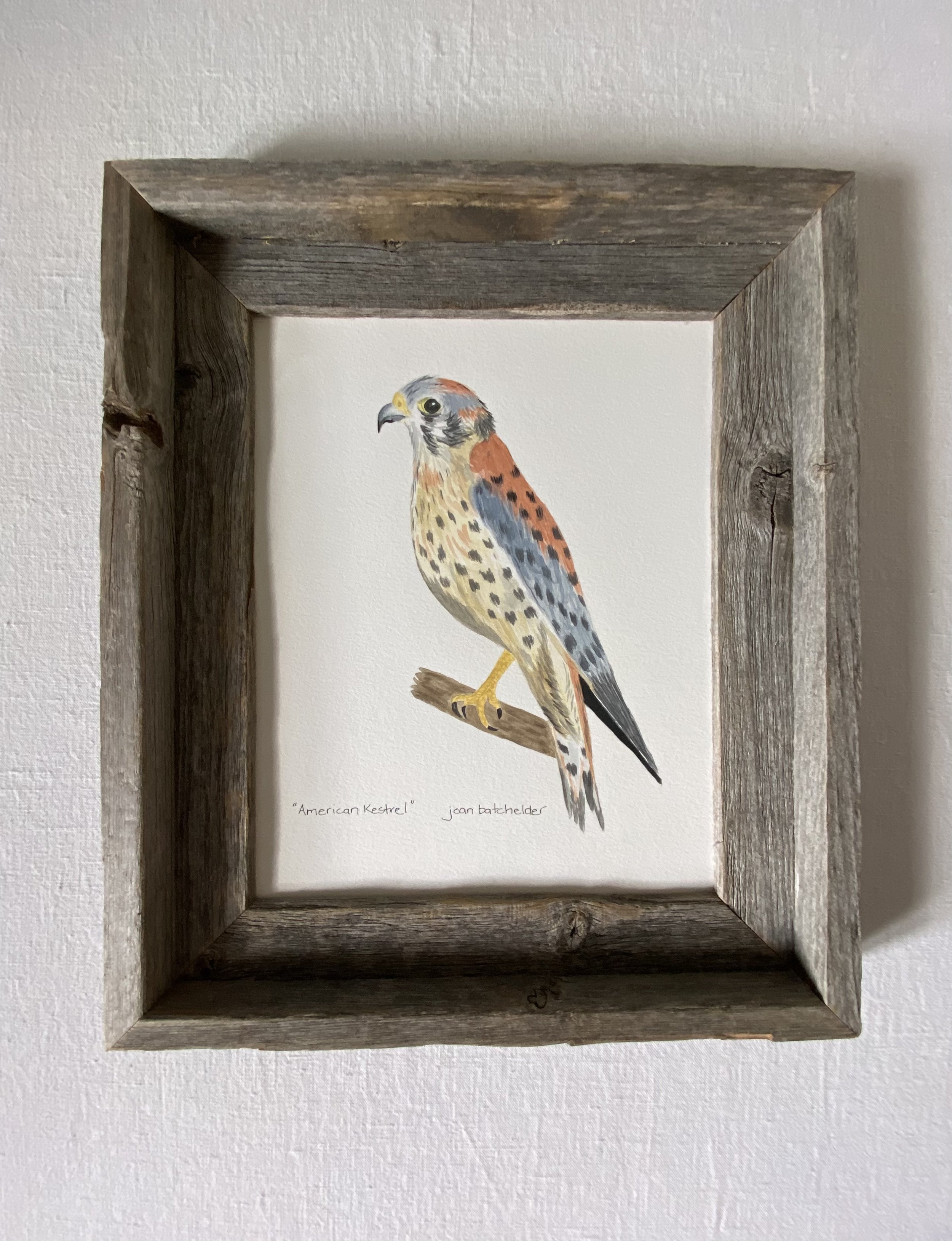 "American Kestrel"