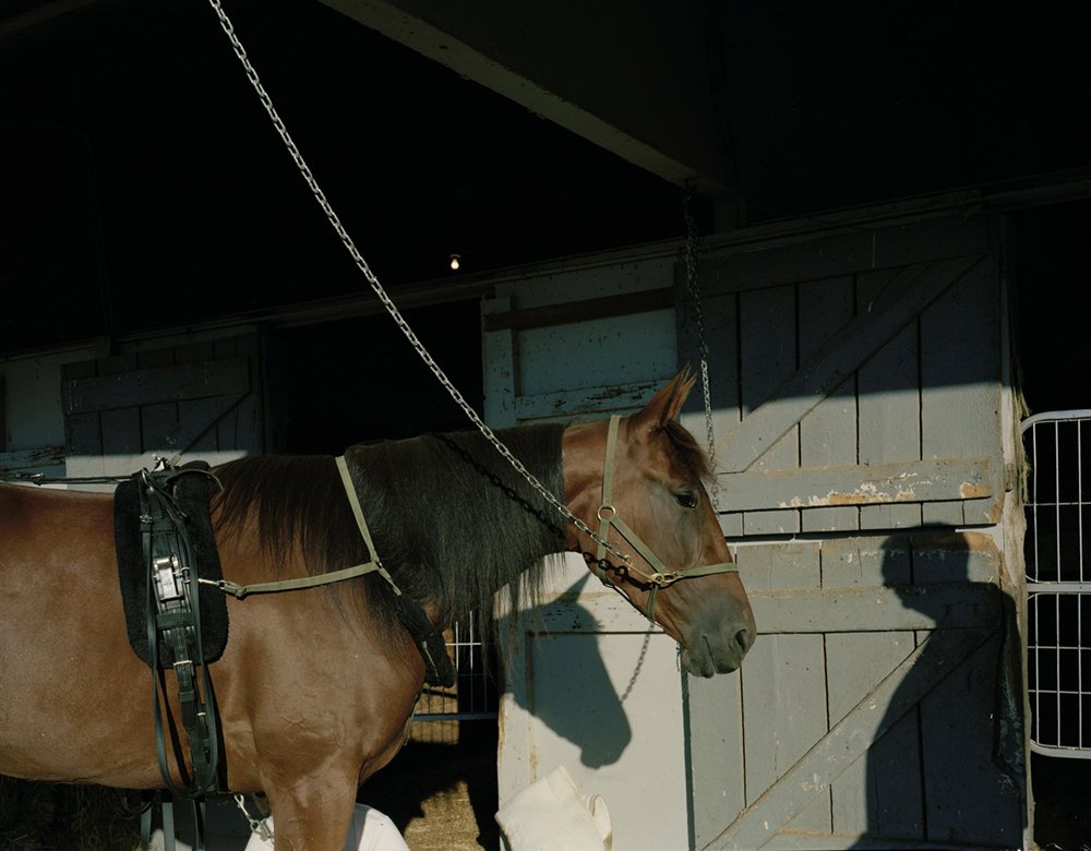 Chained-horse-LRbright.jpg