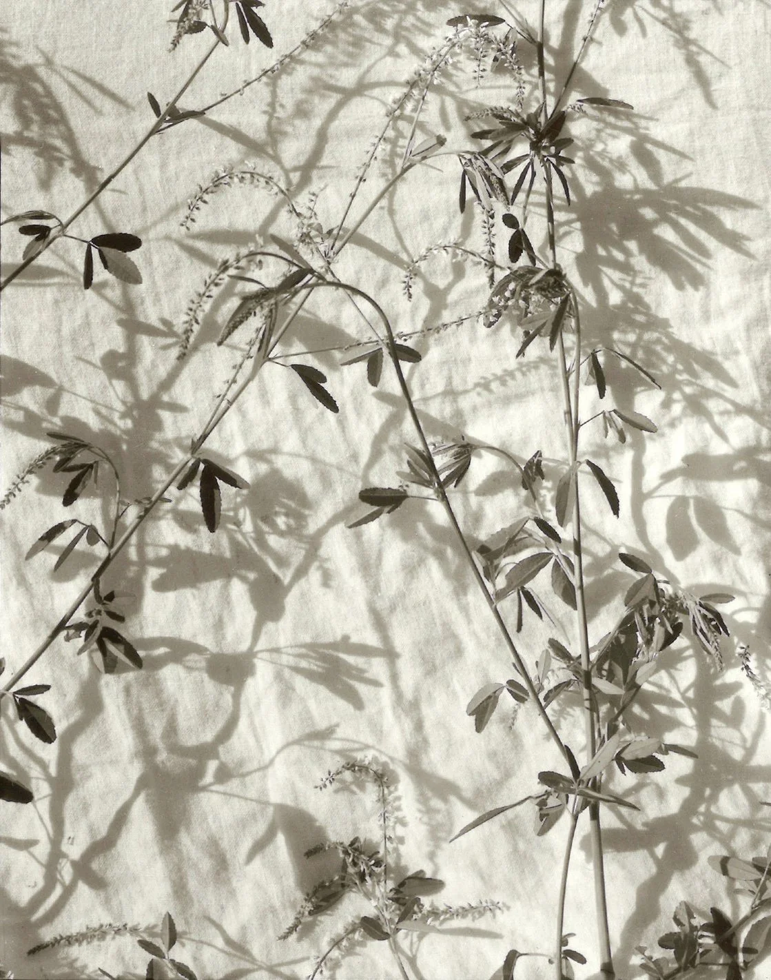 StillLife4.jpg